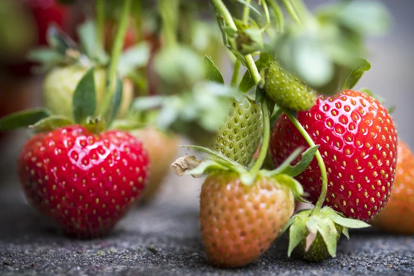 Strawberries-003.jpg