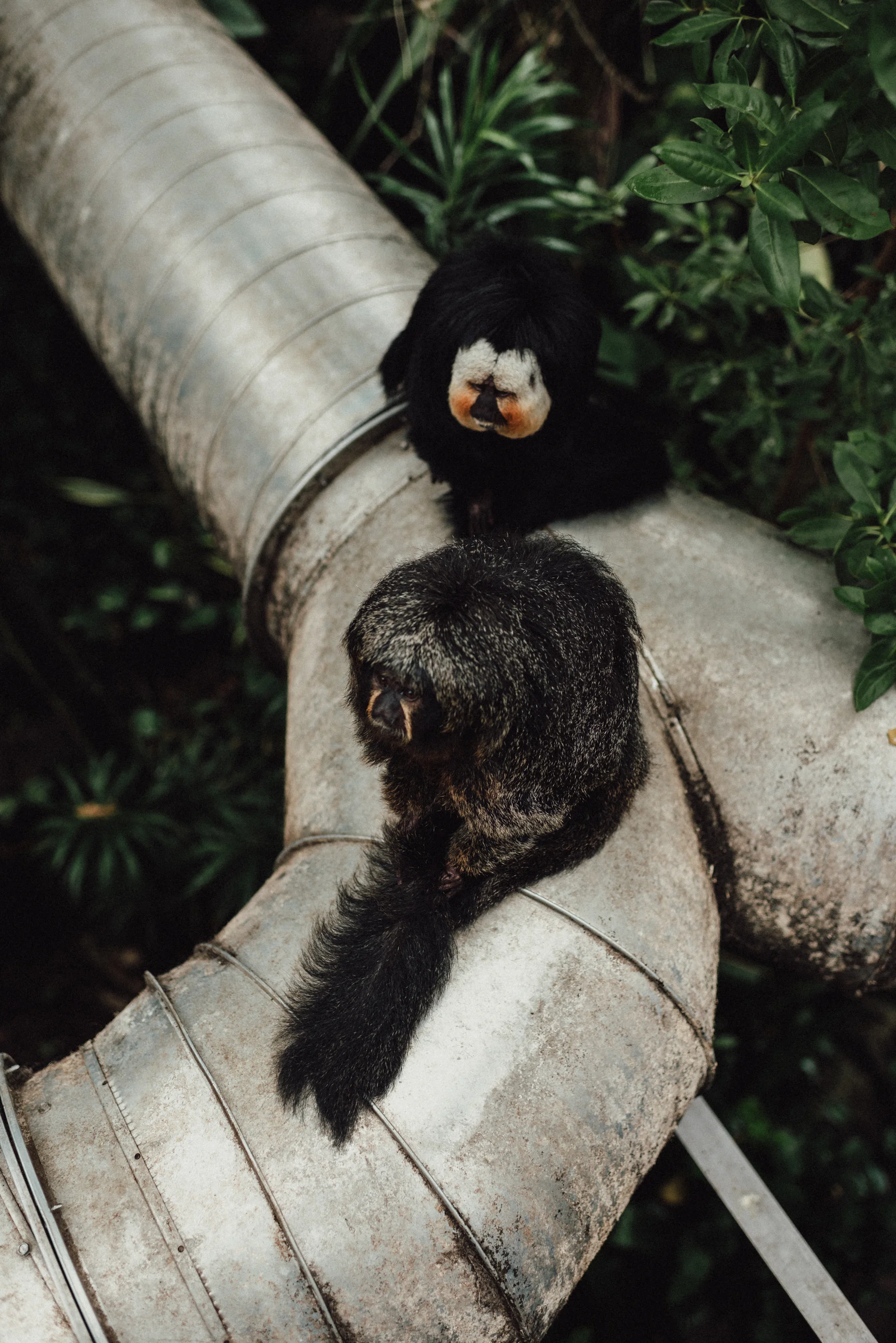 Saki Monkeys inside the Rainforest Pyramid at Moody Gardens