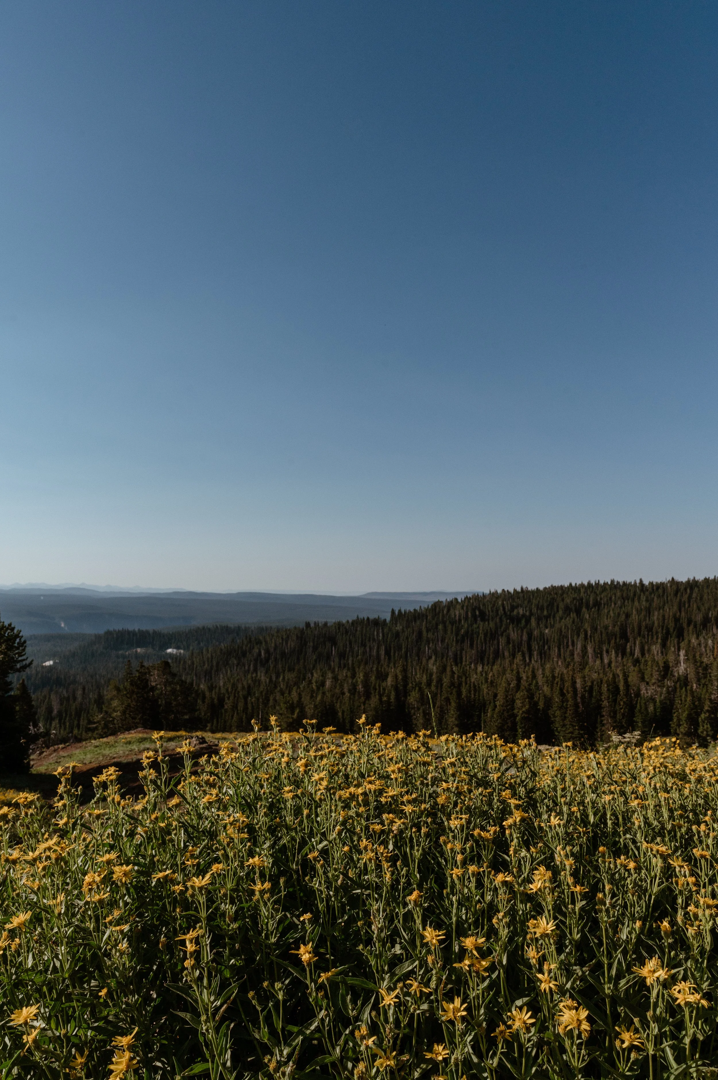 yellowstone-3182.JPG