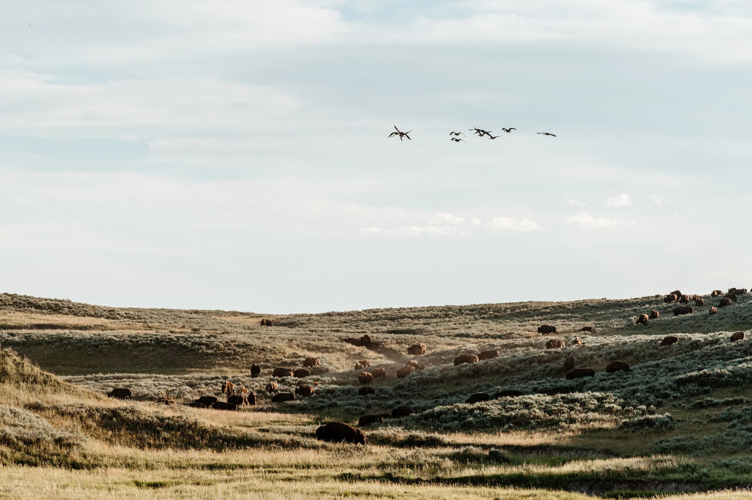 yellowstone-3962.JPG