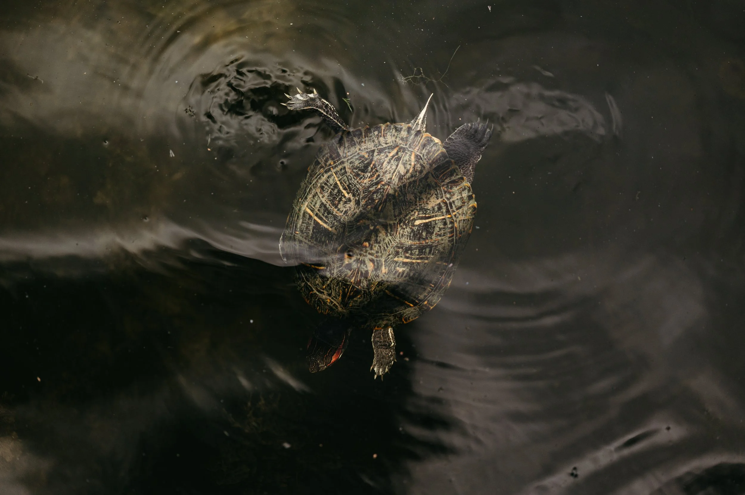 turtle-8702.jpg