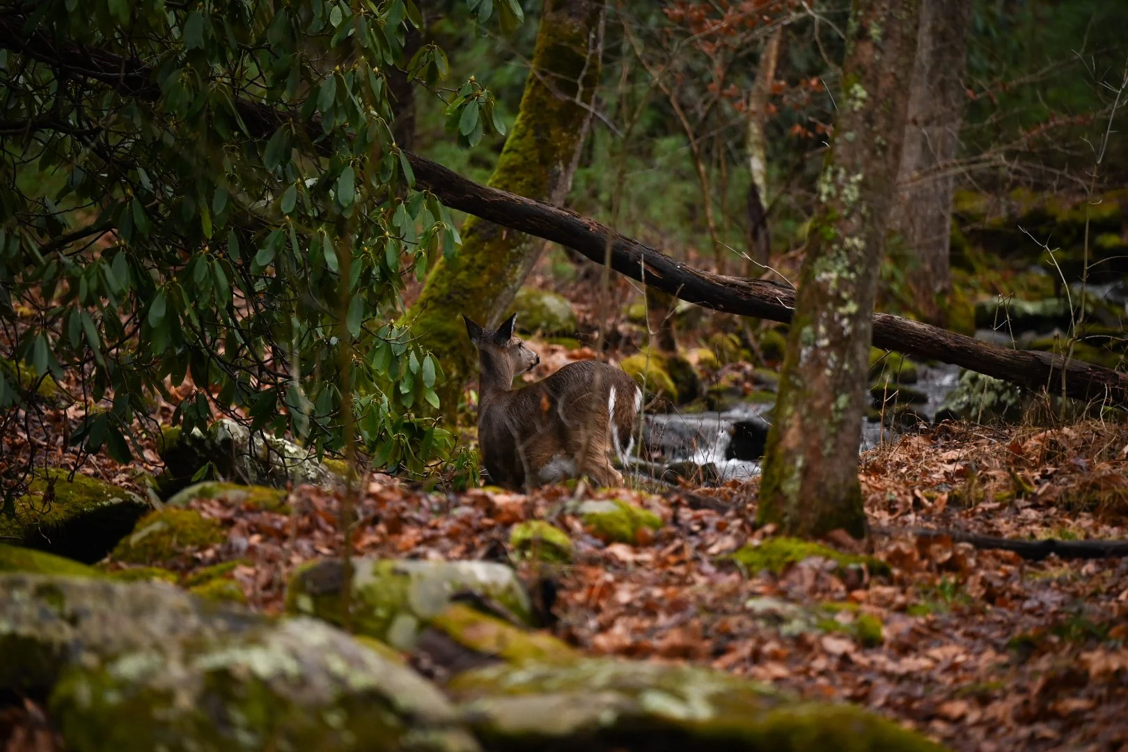 2025-02-09_10-59-11_260 (2025-03-11T19_39_30.321).jpeg