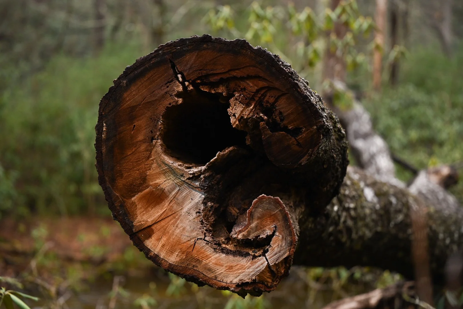 2025-02-09_09-54-20_930 (2025-03-11T19_39_36.972).jpeg