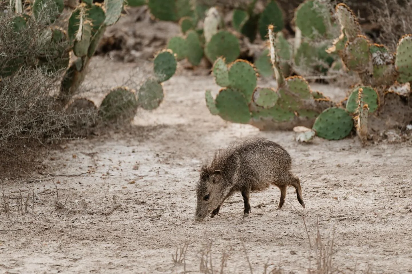 Javelinas.