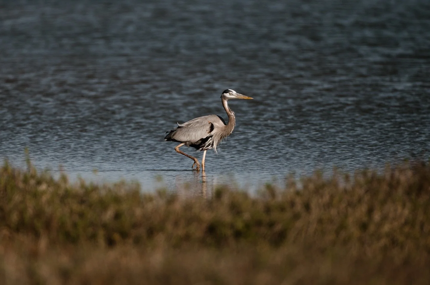 I hope you like birds because we&rsquo;re headed back down to the coast today.