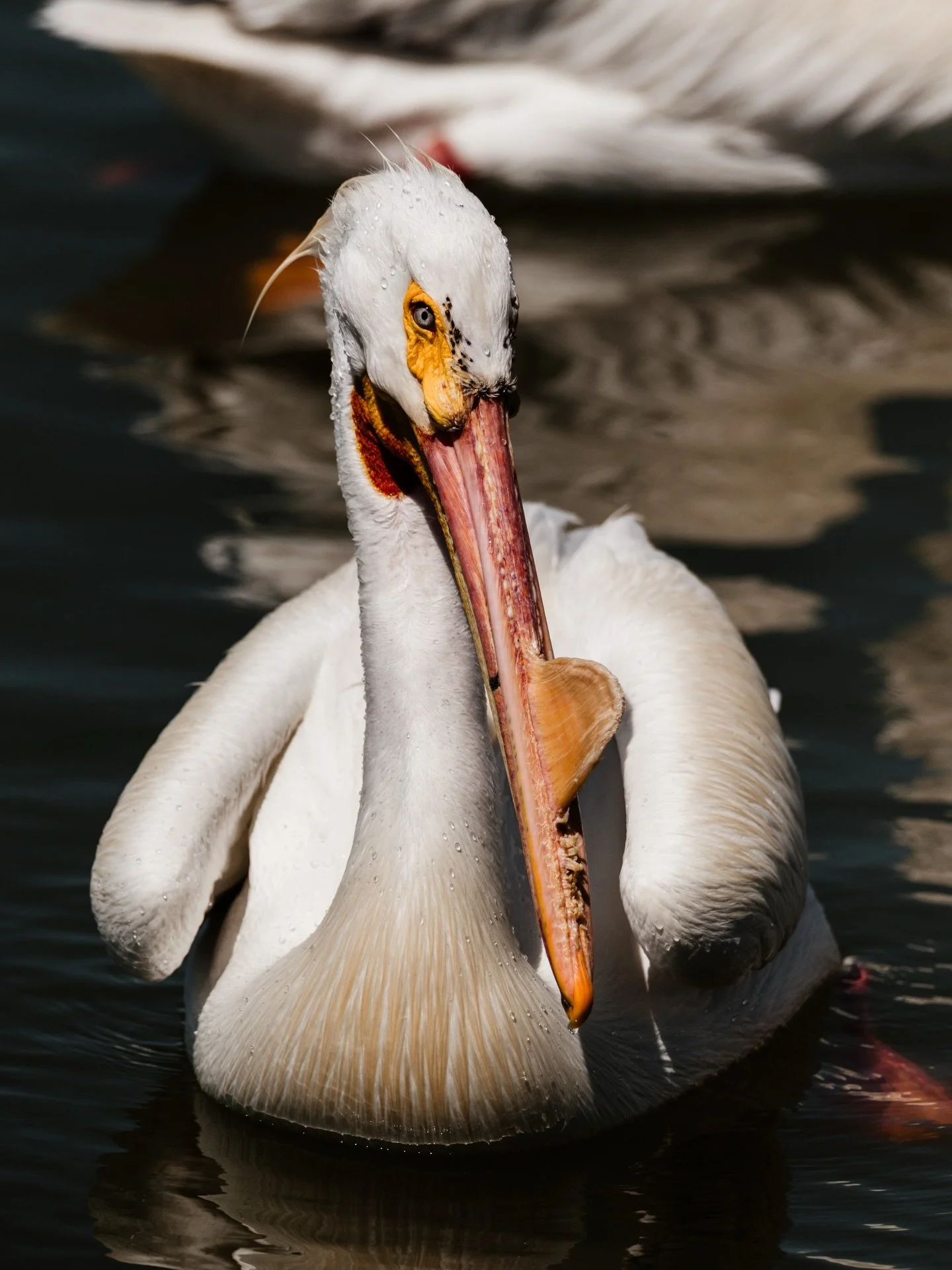 Every side is his/her, but I think his, good side. American White Pelican in @padreislandnps