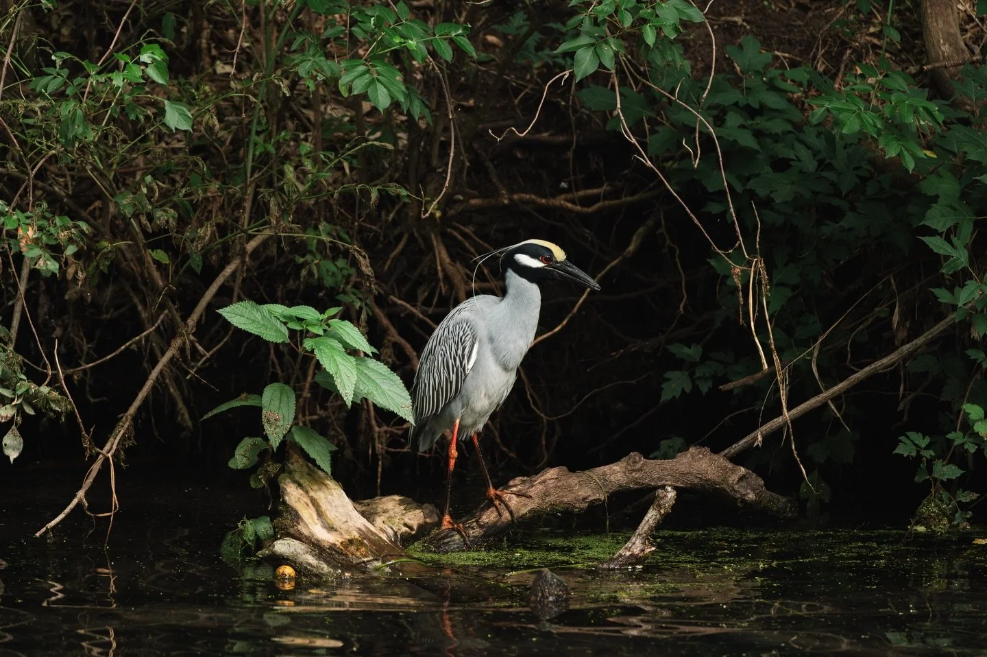 Yellow Crowned Night Heron on the San Marcos River.