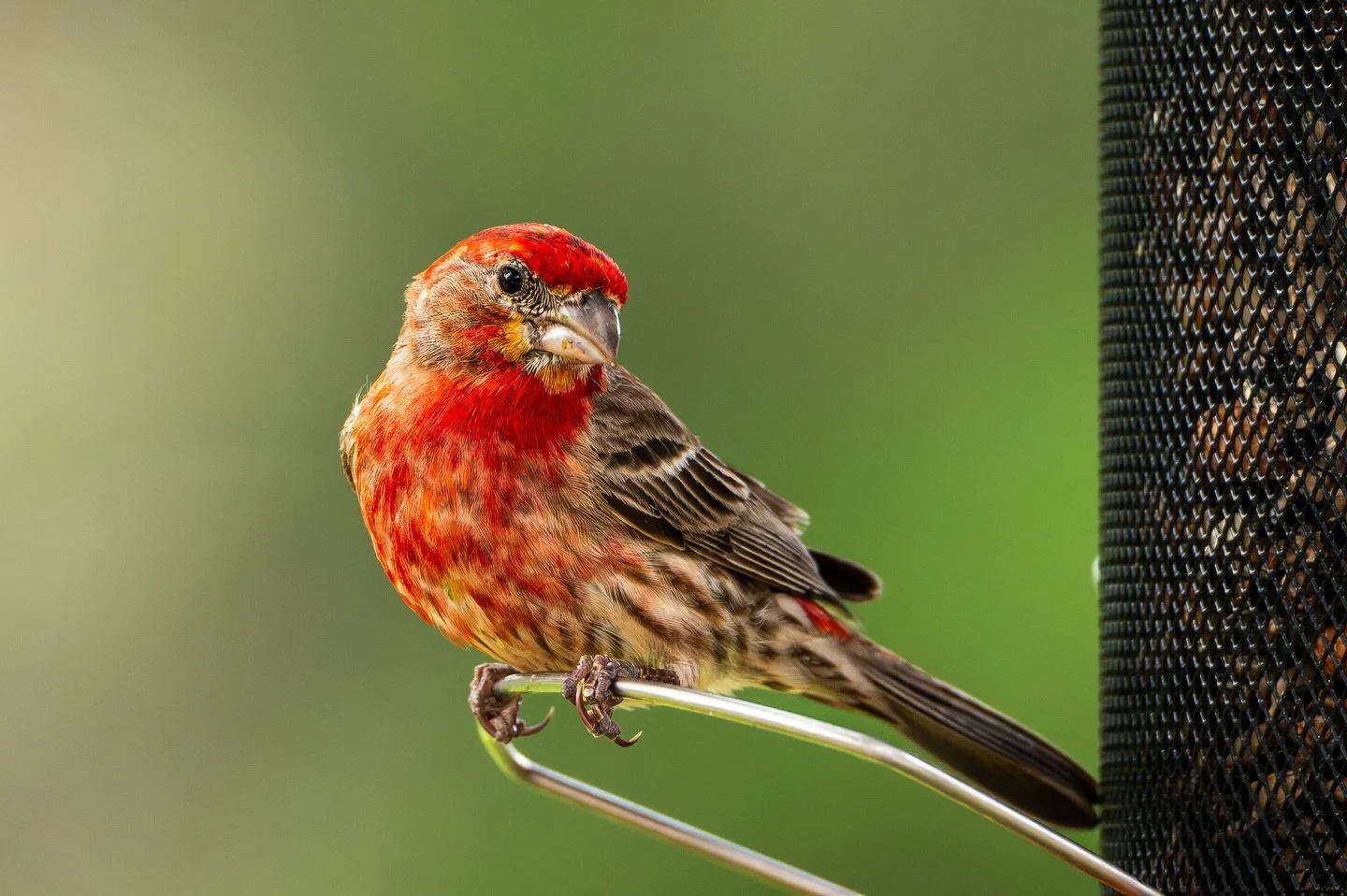 The @merlin.bird.id app does not do this bird justice. He&rsquo;s absolutely beautiful. House Finch in Buda, TX.