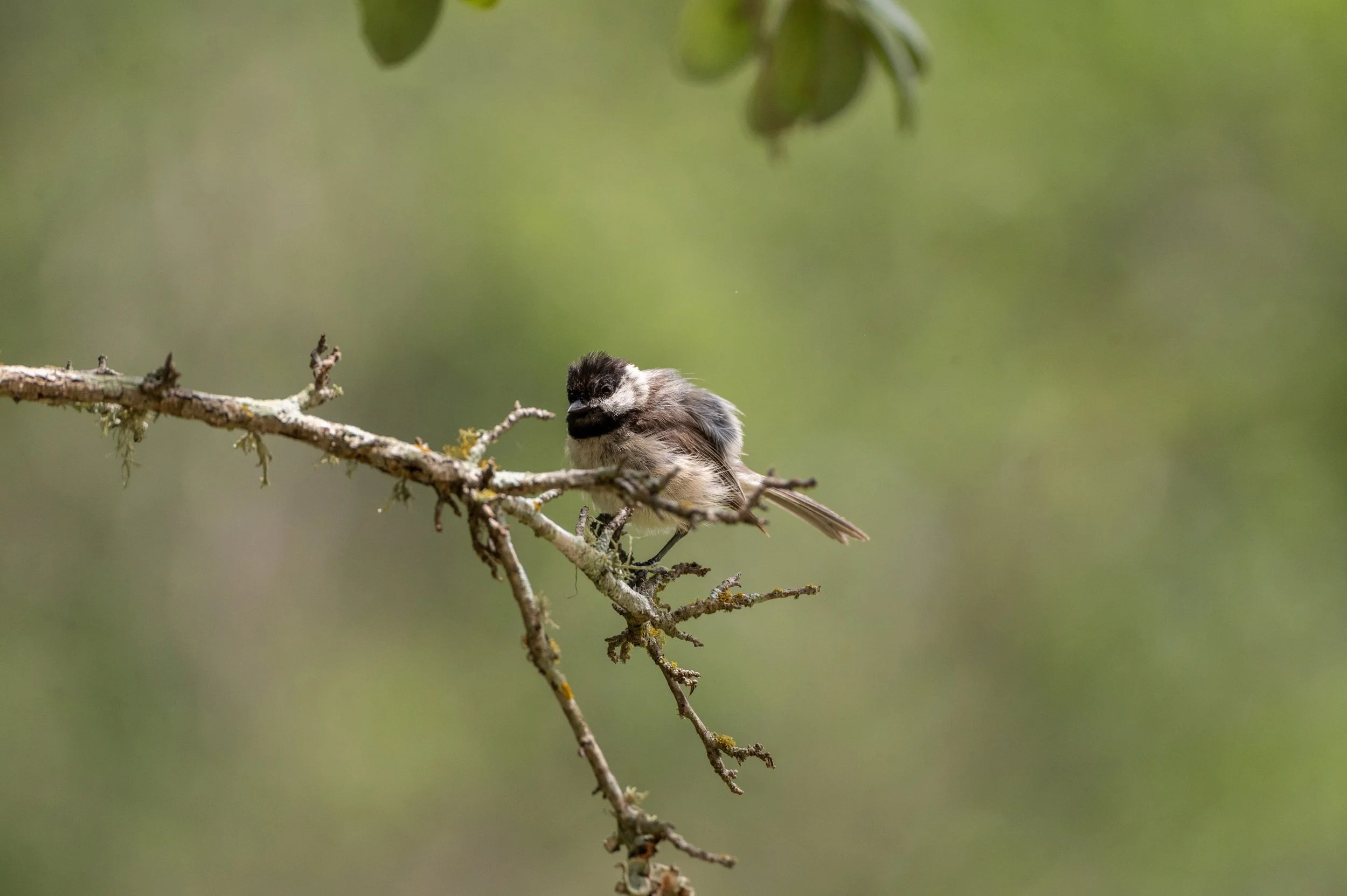 They definitely warn you about becoming a bird watcher after 40, but nobody said anything about having a favorite branch. I have a favorite branch.