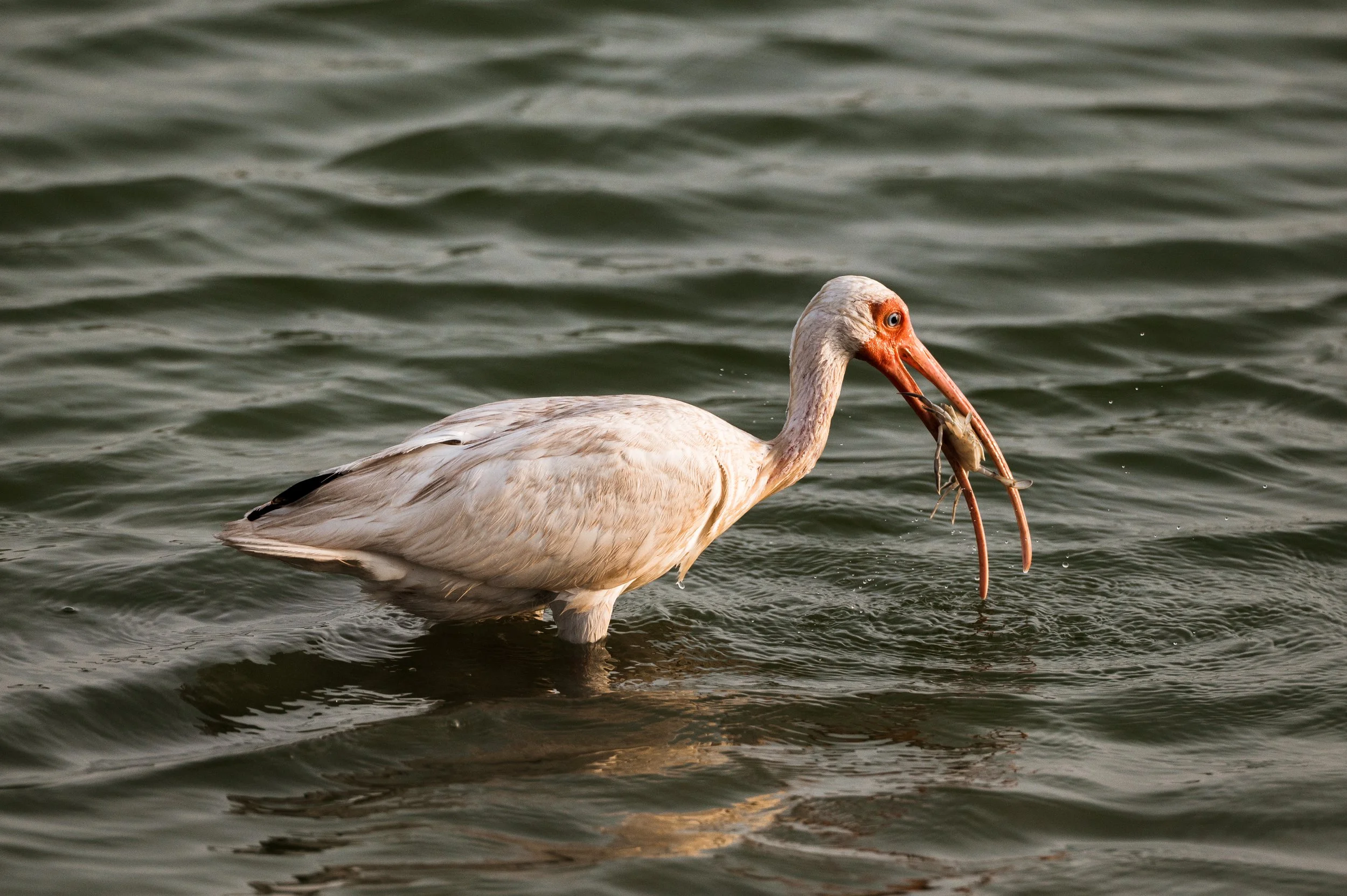 ibis-9252.jpg
