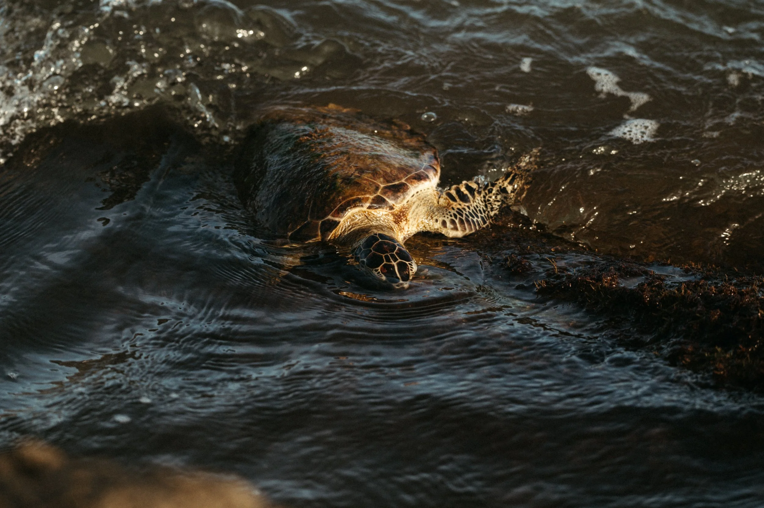 turtle-8663.jpg