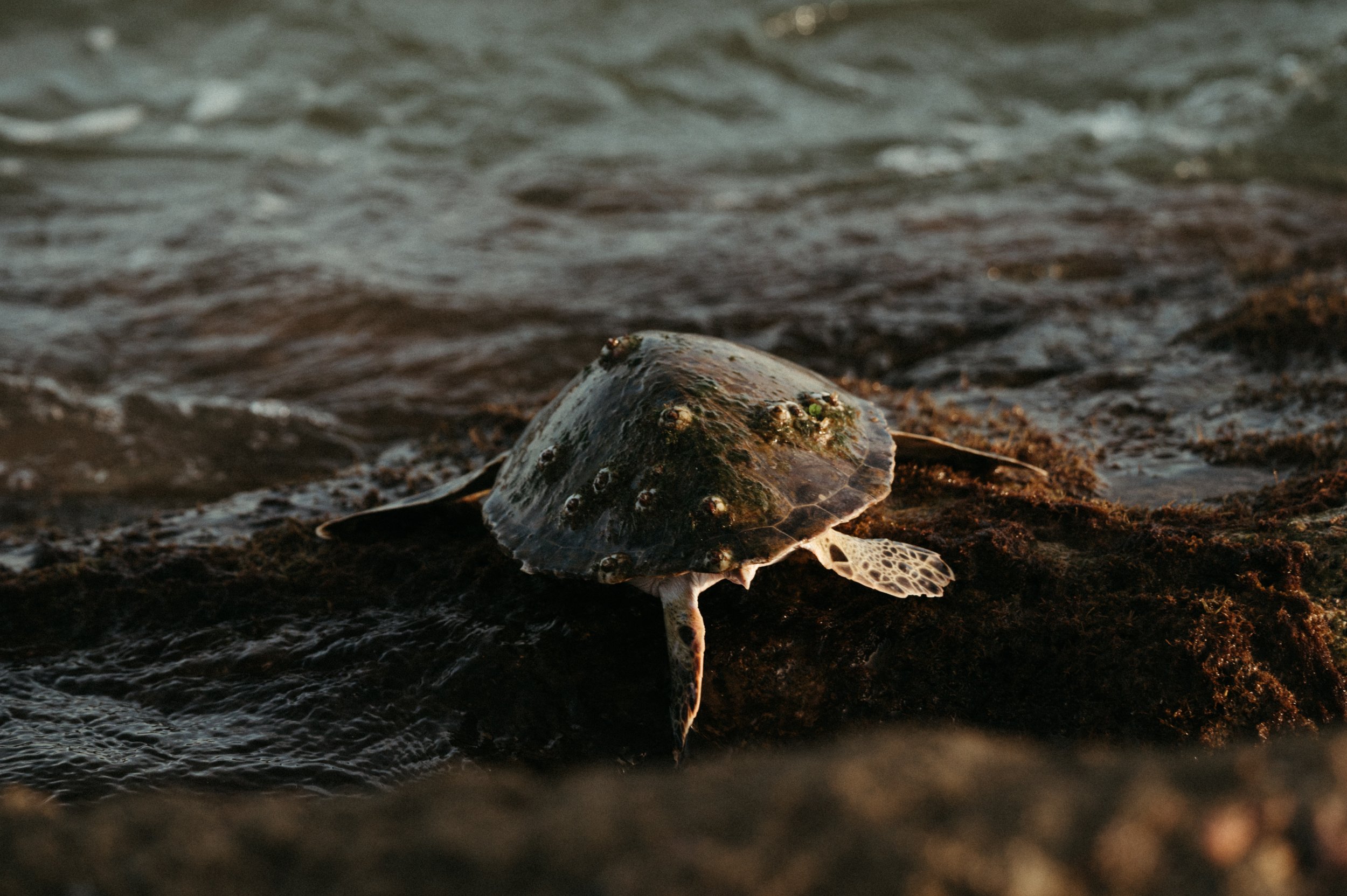 turtle-8857.jpg