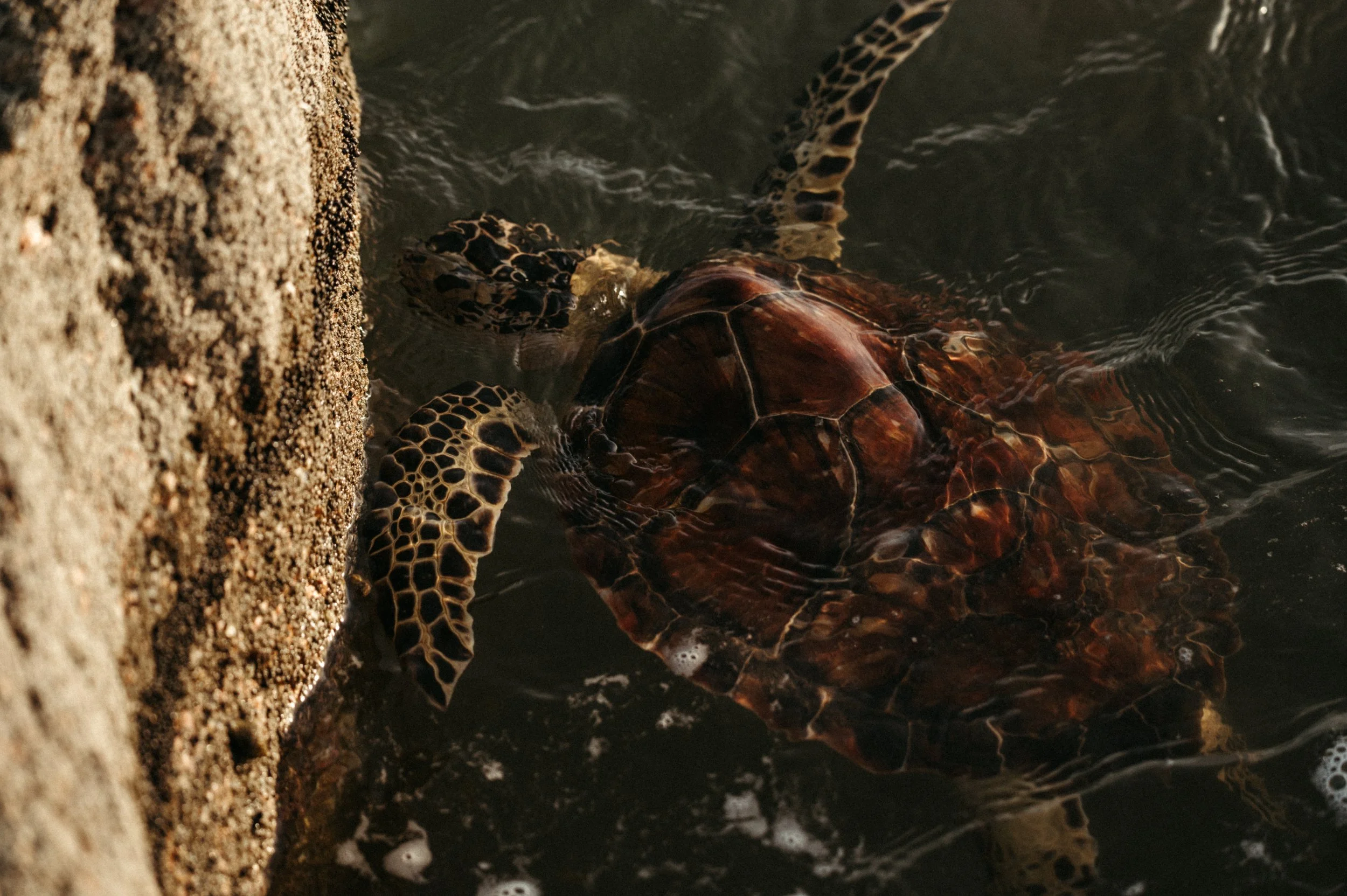 turtle-8836.jpg