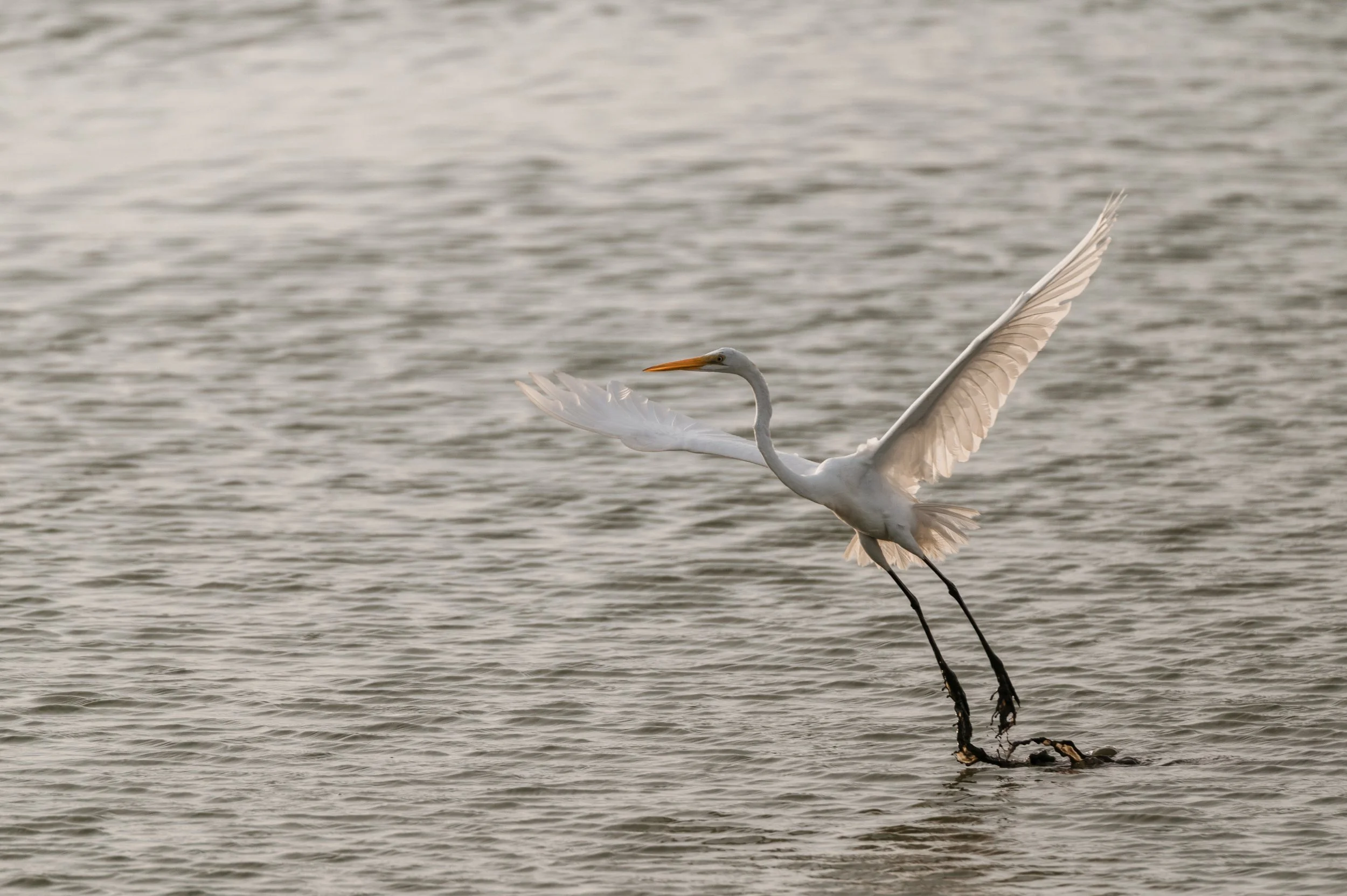egret-9191.jpg