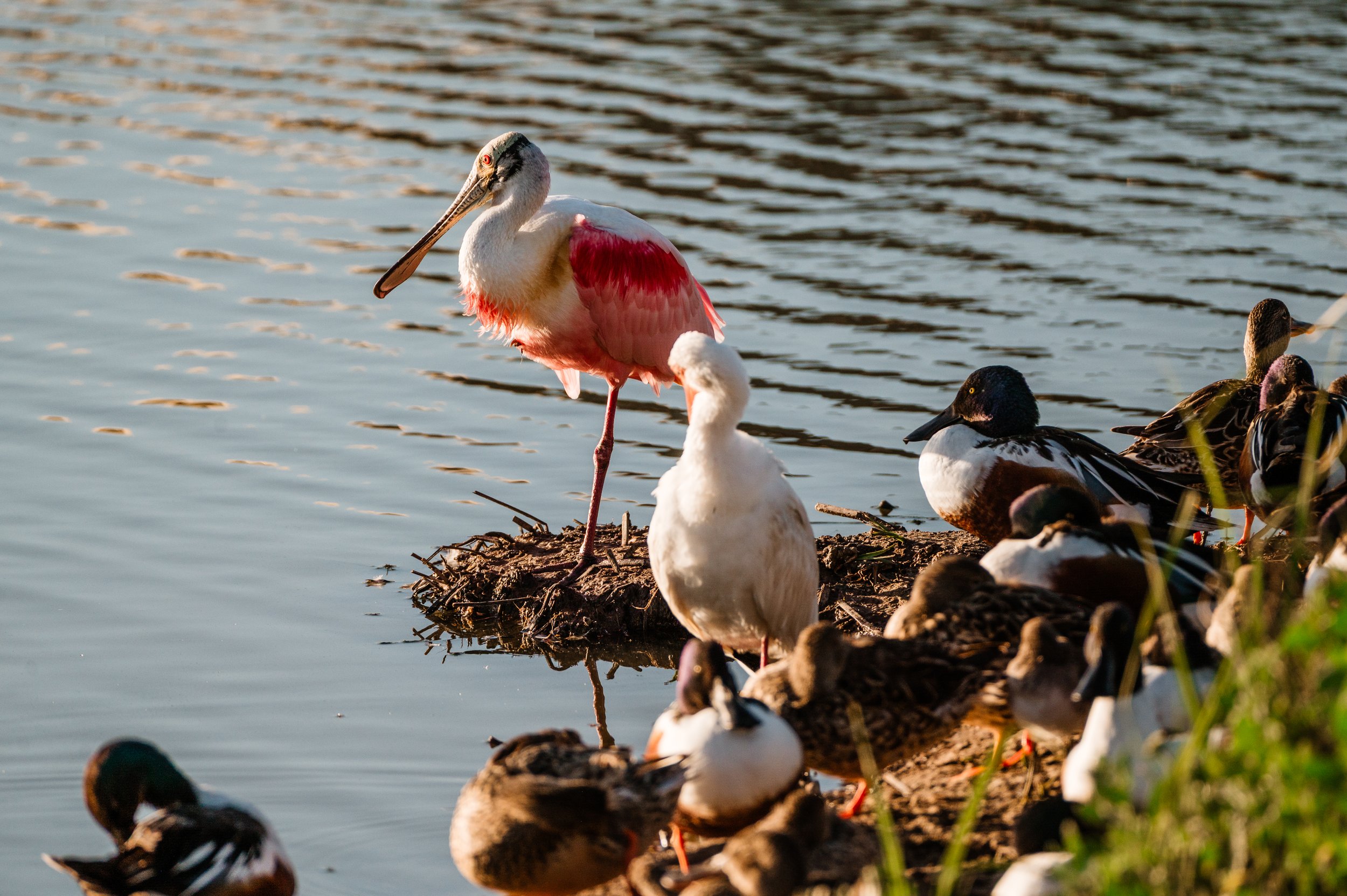 spoonbill-8273.jpg