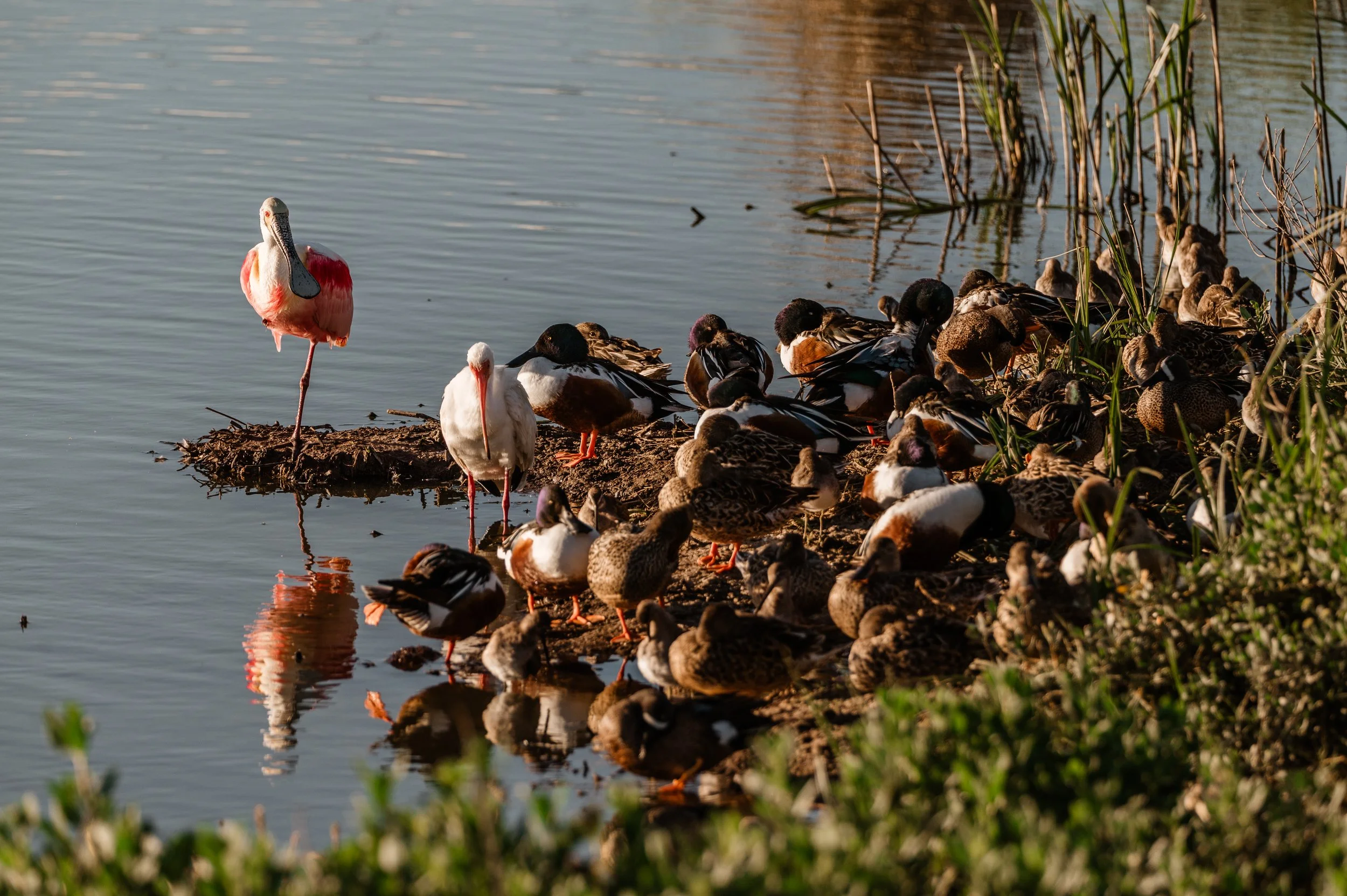 spoonbill-8281.jpg
