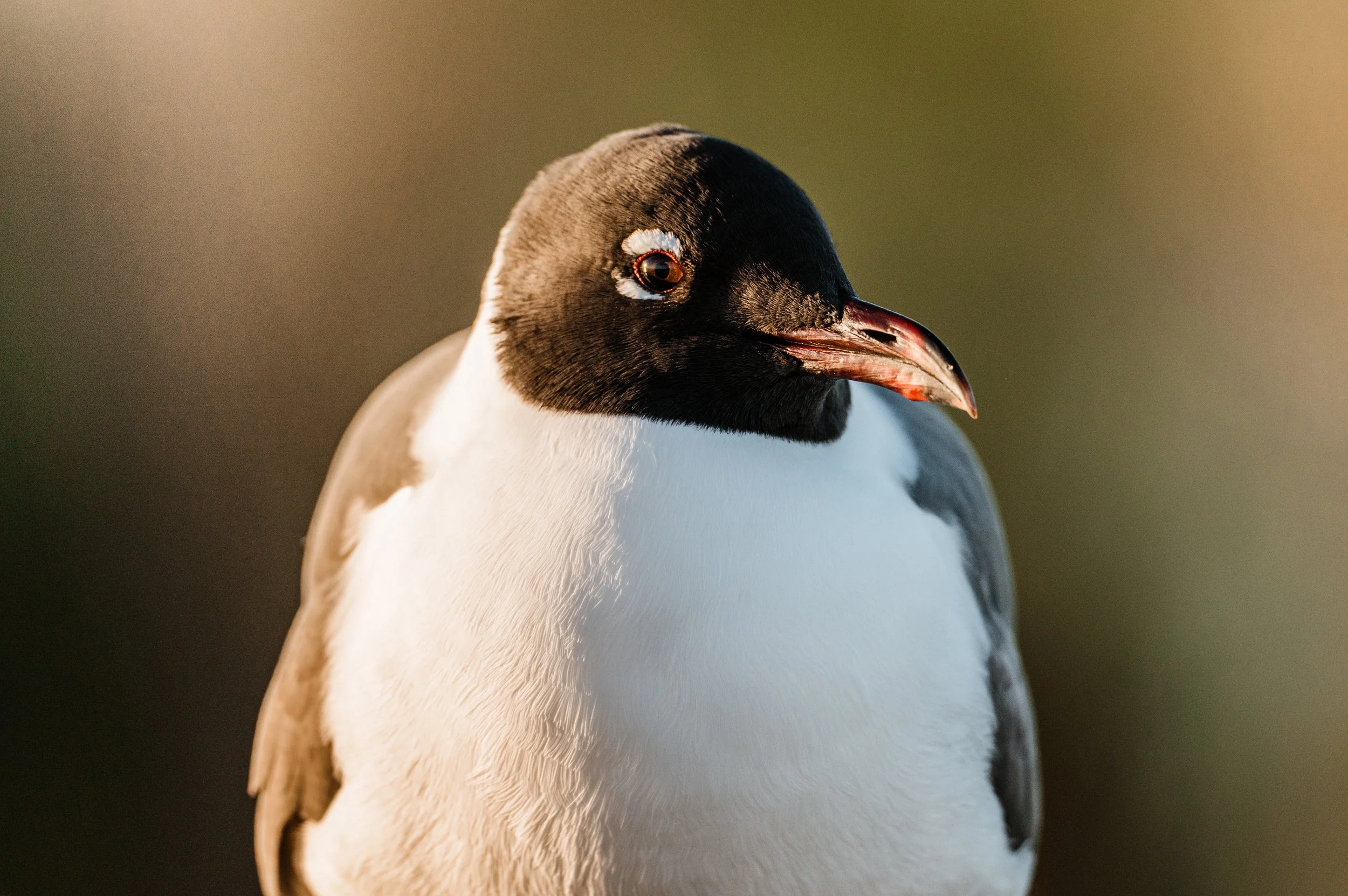 seagull-8521.jpg