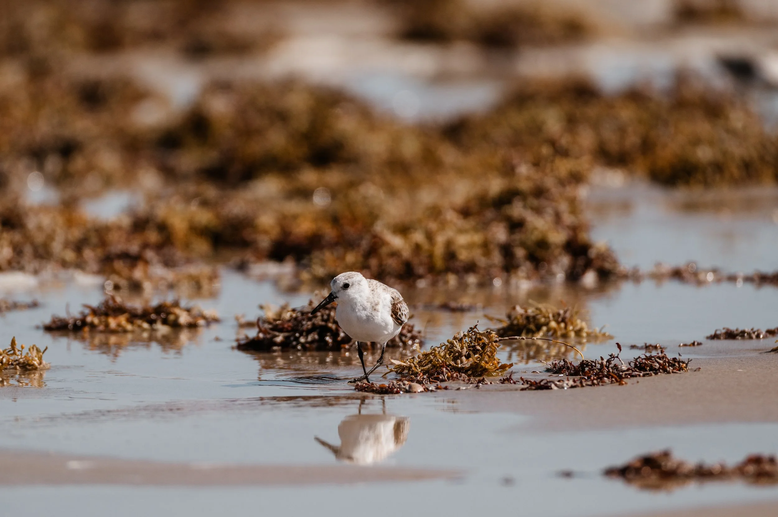 sandpiper-8908.jpg