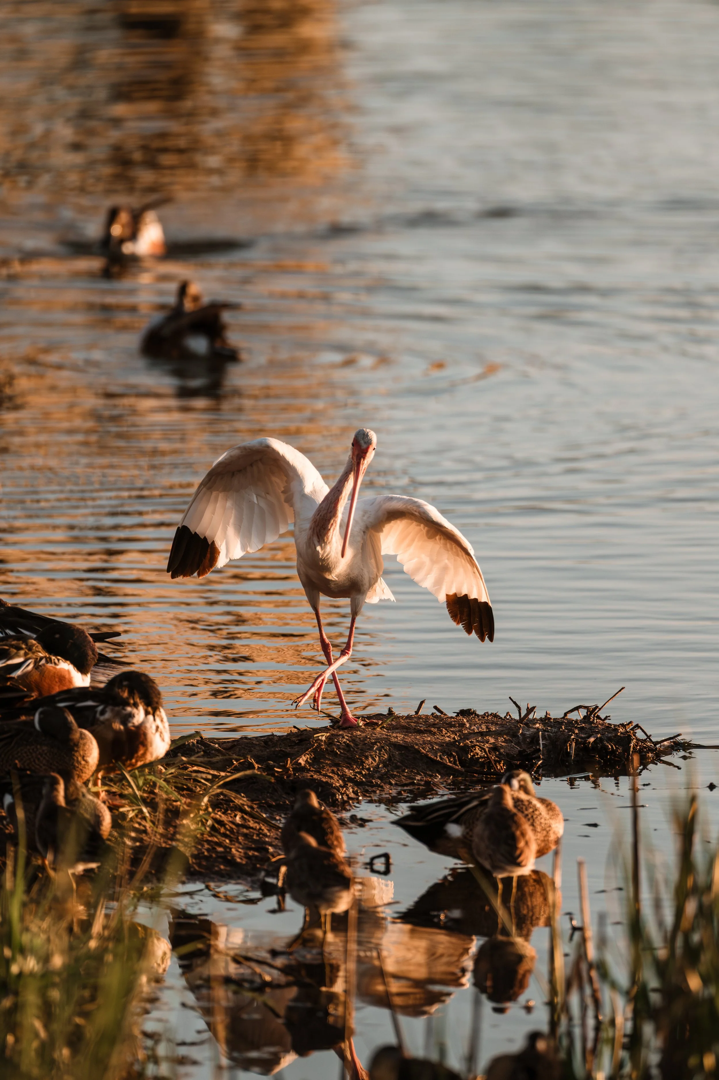 ibis-.jpg