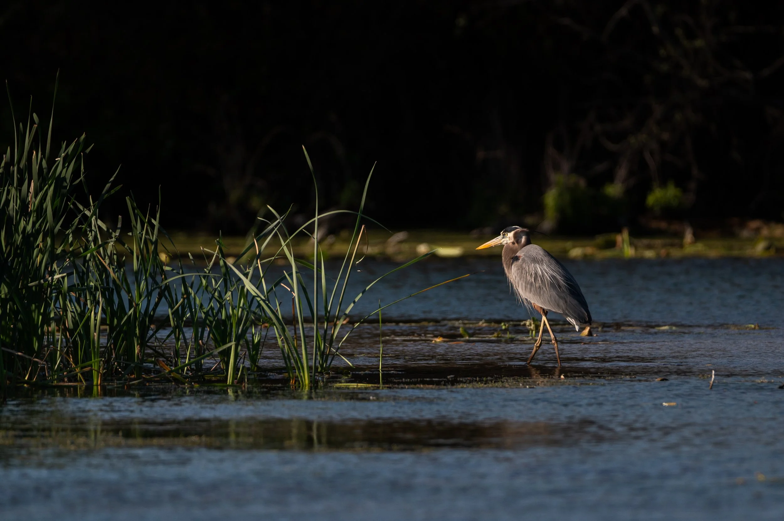blueheron-5310.jpg