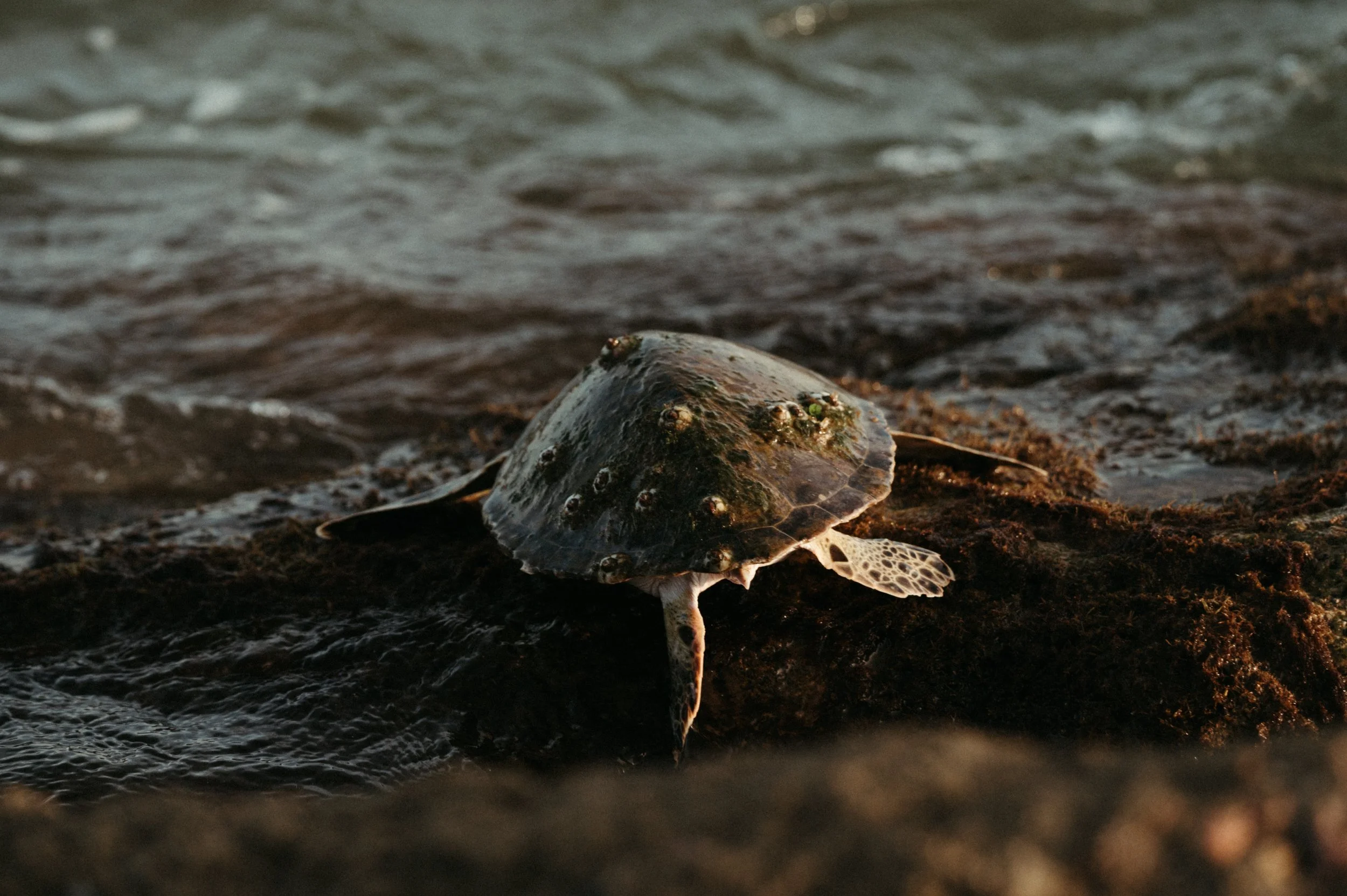 turtle-8857.jpg