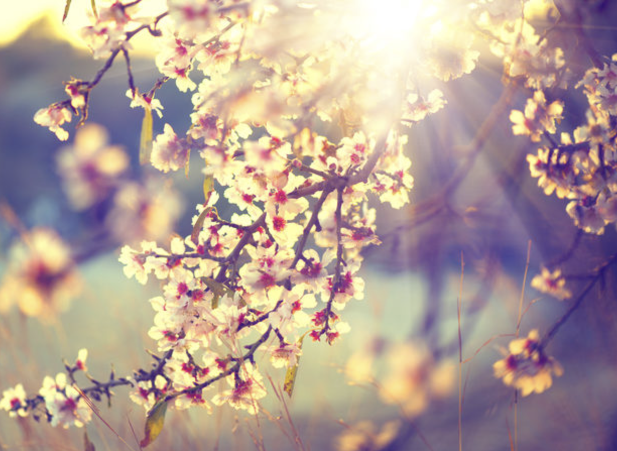 Springtime Vision Board