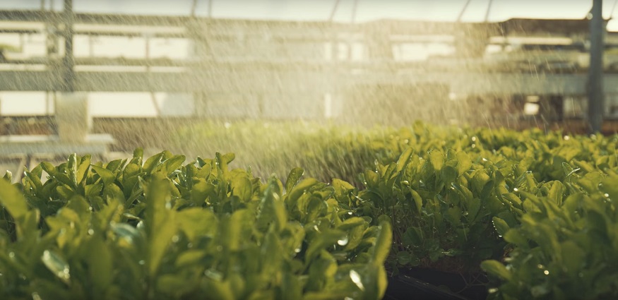 plants getting watered.jpg