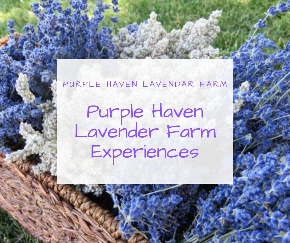 Purple Haven Lavender Farm Experiences.jpg