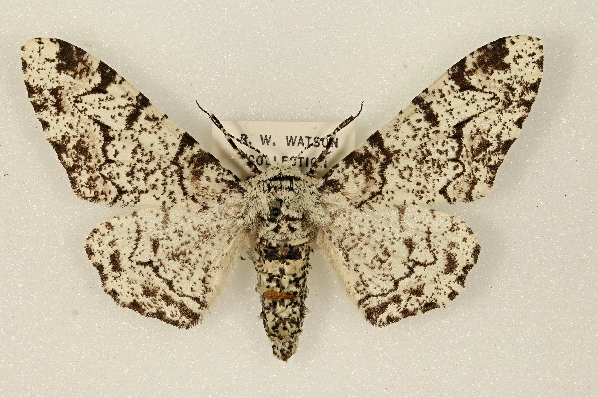 1931 Peppered Moth Female 2019.04.17_005.jpg