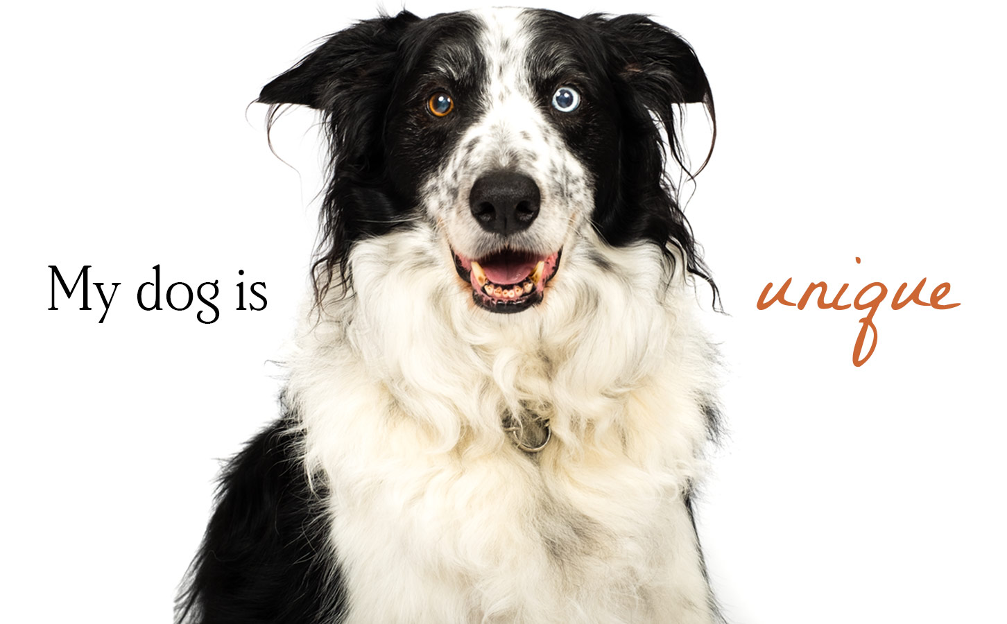 Border Collie dog photo