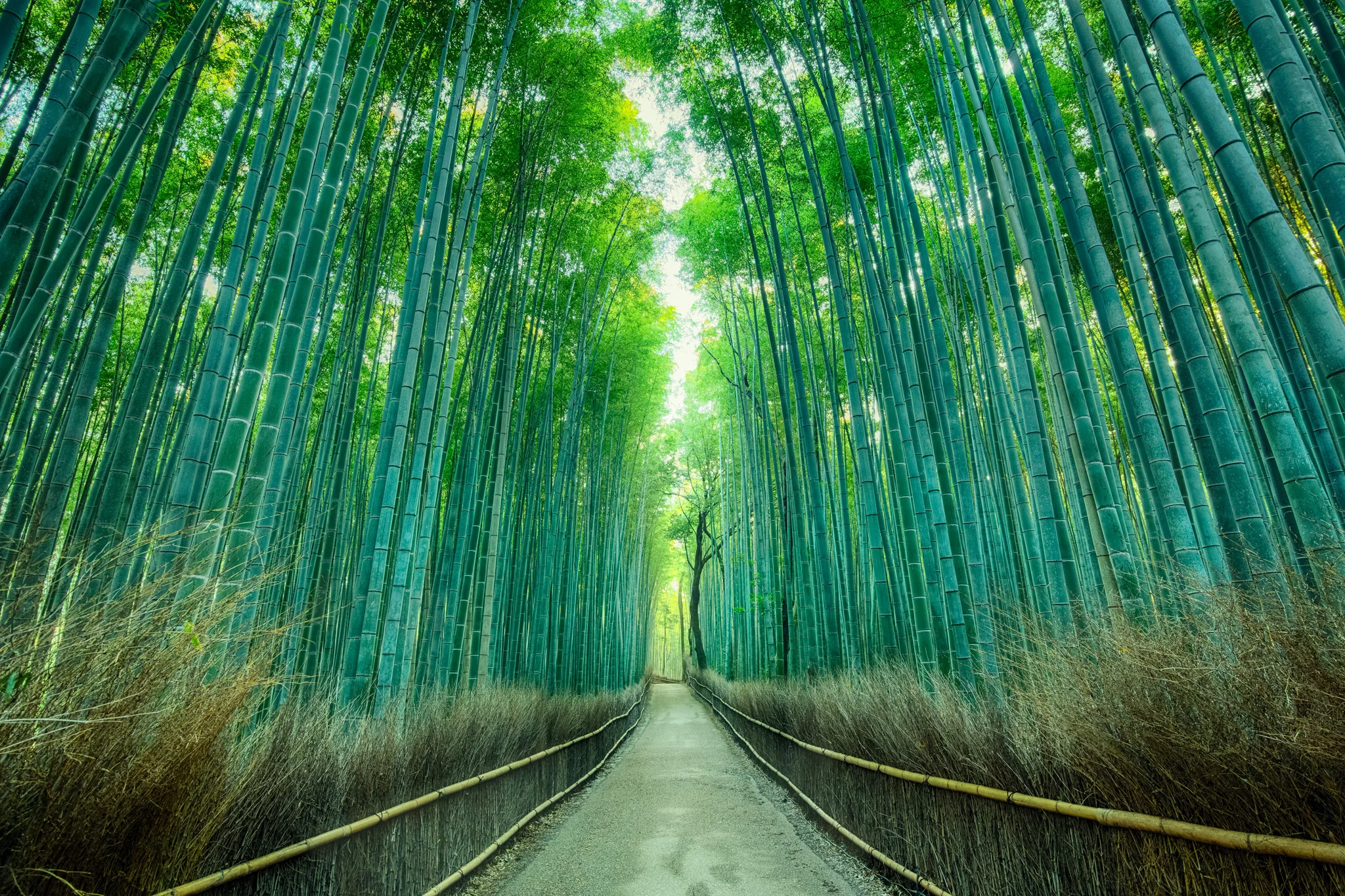 ARASHIYAMA BAMBOO FOREST