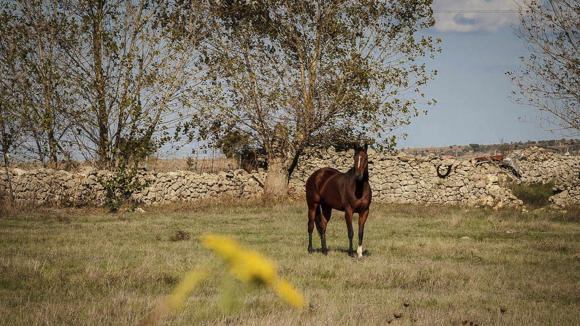 WILD HORSES AT GIARA PLAINS
