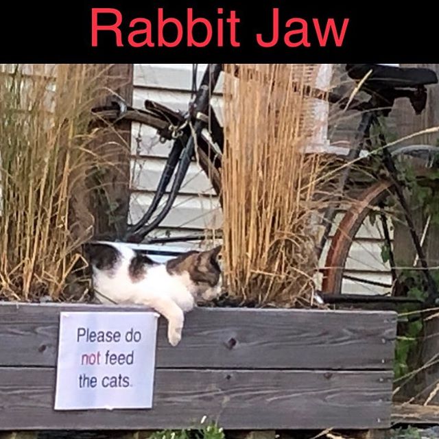 Rabbit Jaw @ Dalmatia Hotel 
Friday August 16
7 to 10 pm!
#rabbit_jaw #rabbitjaw #music #people #fun #cats #food #life #buffalo #buffalove #rock #love