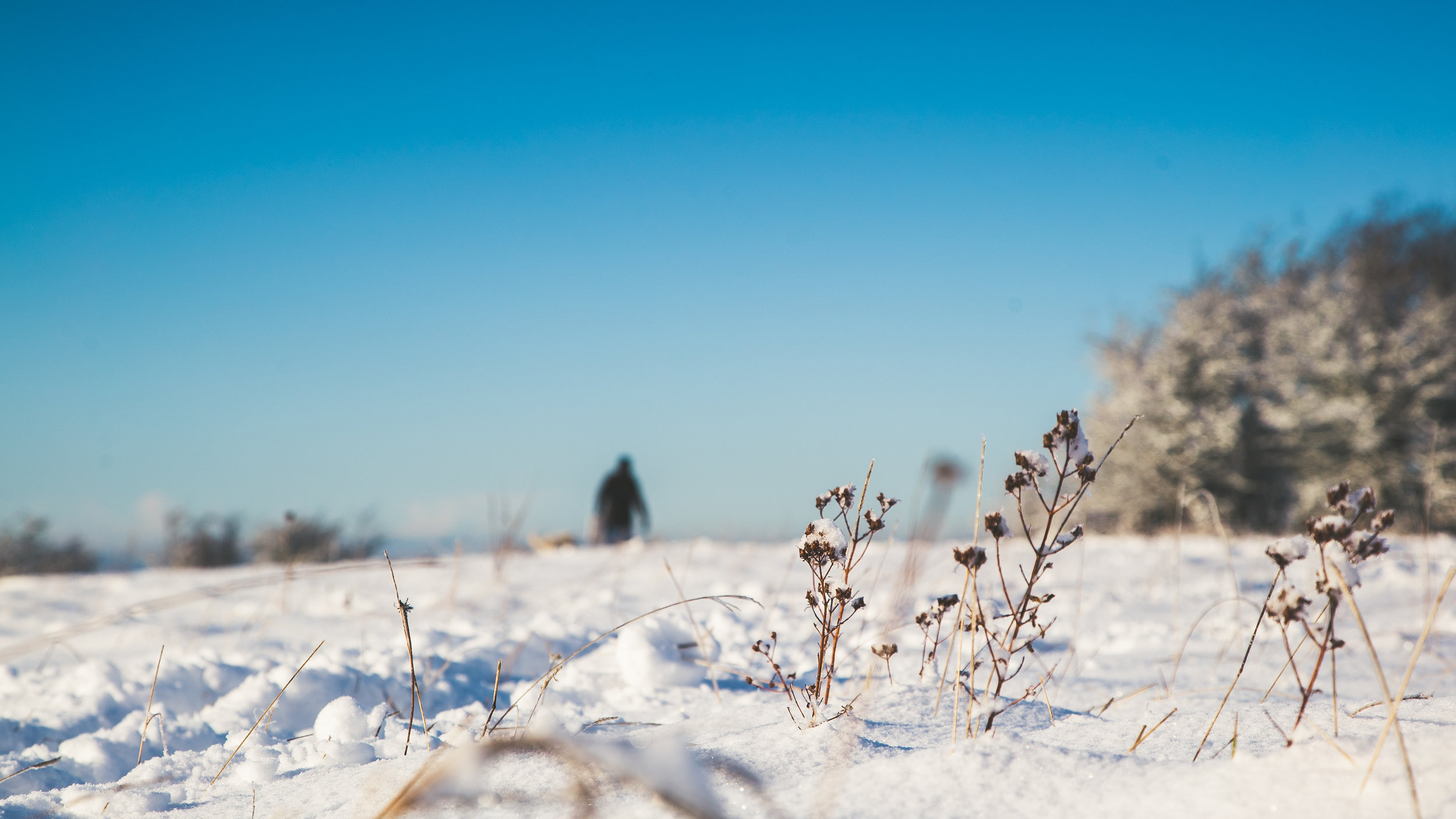 Leckhampton Hill snow-12.jpg