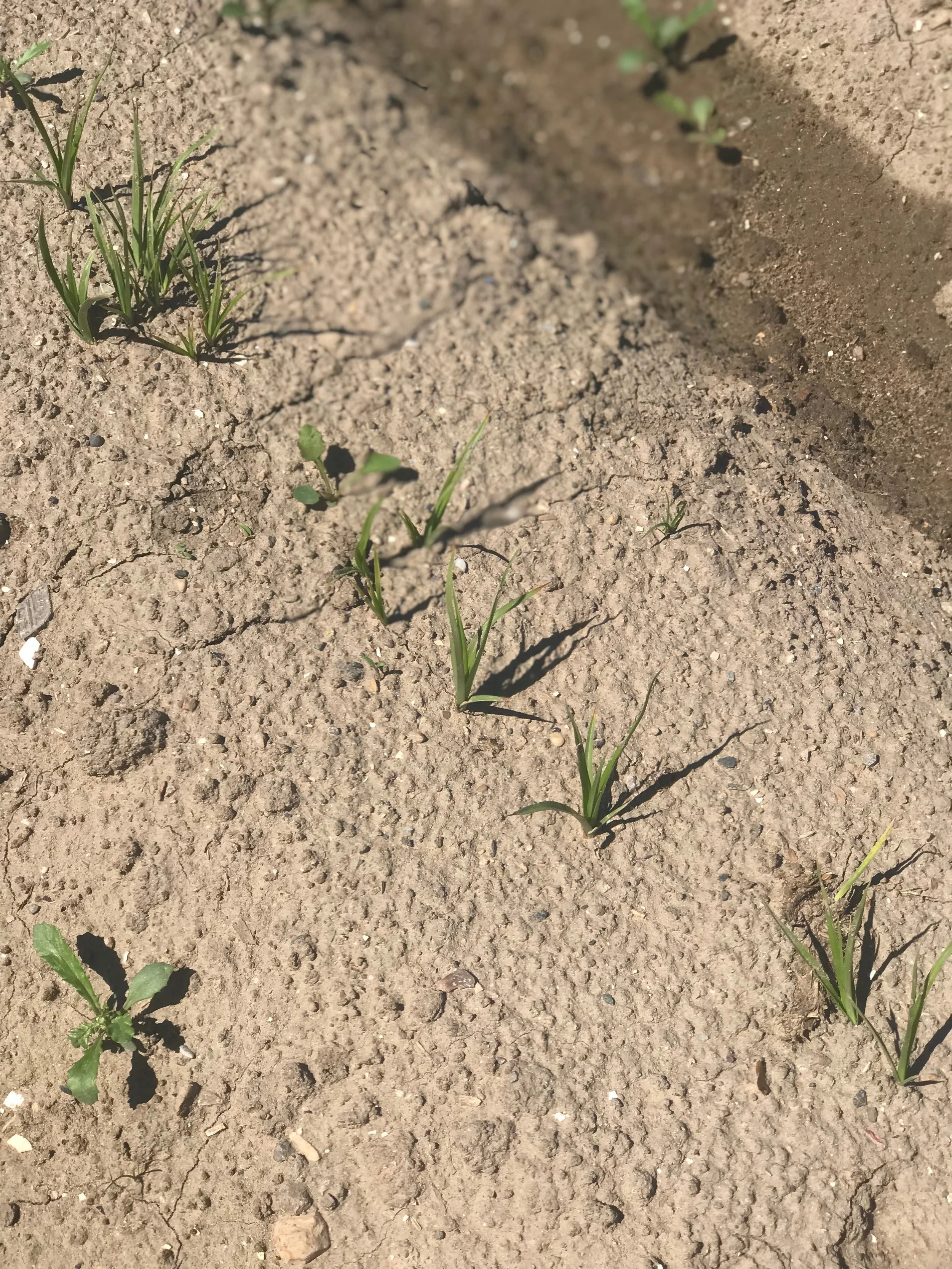 Tiger nuts growing in Valencia