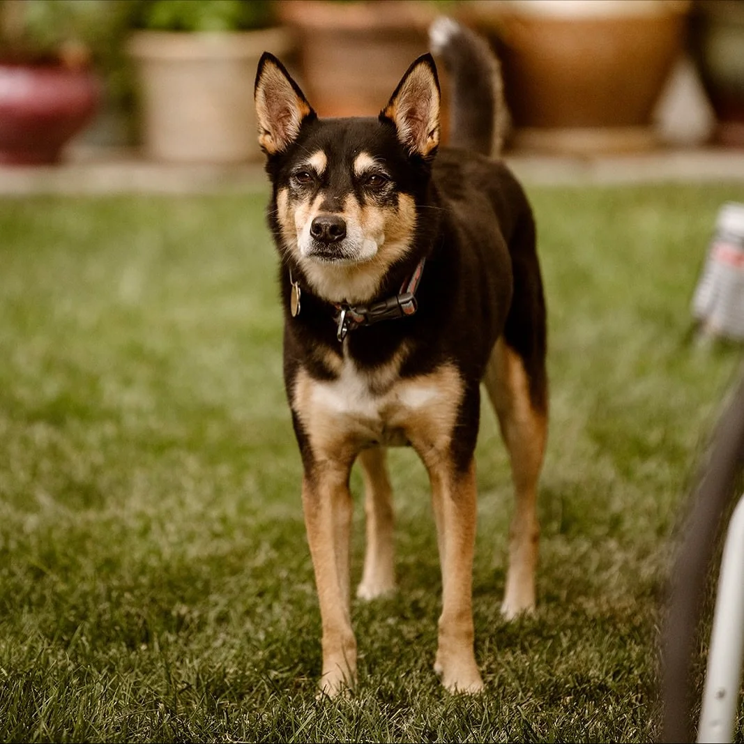 It&rsquo;s with a heavy heart and tears streaming down my face I share with you that we had to say goodbye to Ripley this week. Ripley left this world not in pain but surrounded by the ones she loved the most. 
&bull;
If you are new in the studio sad