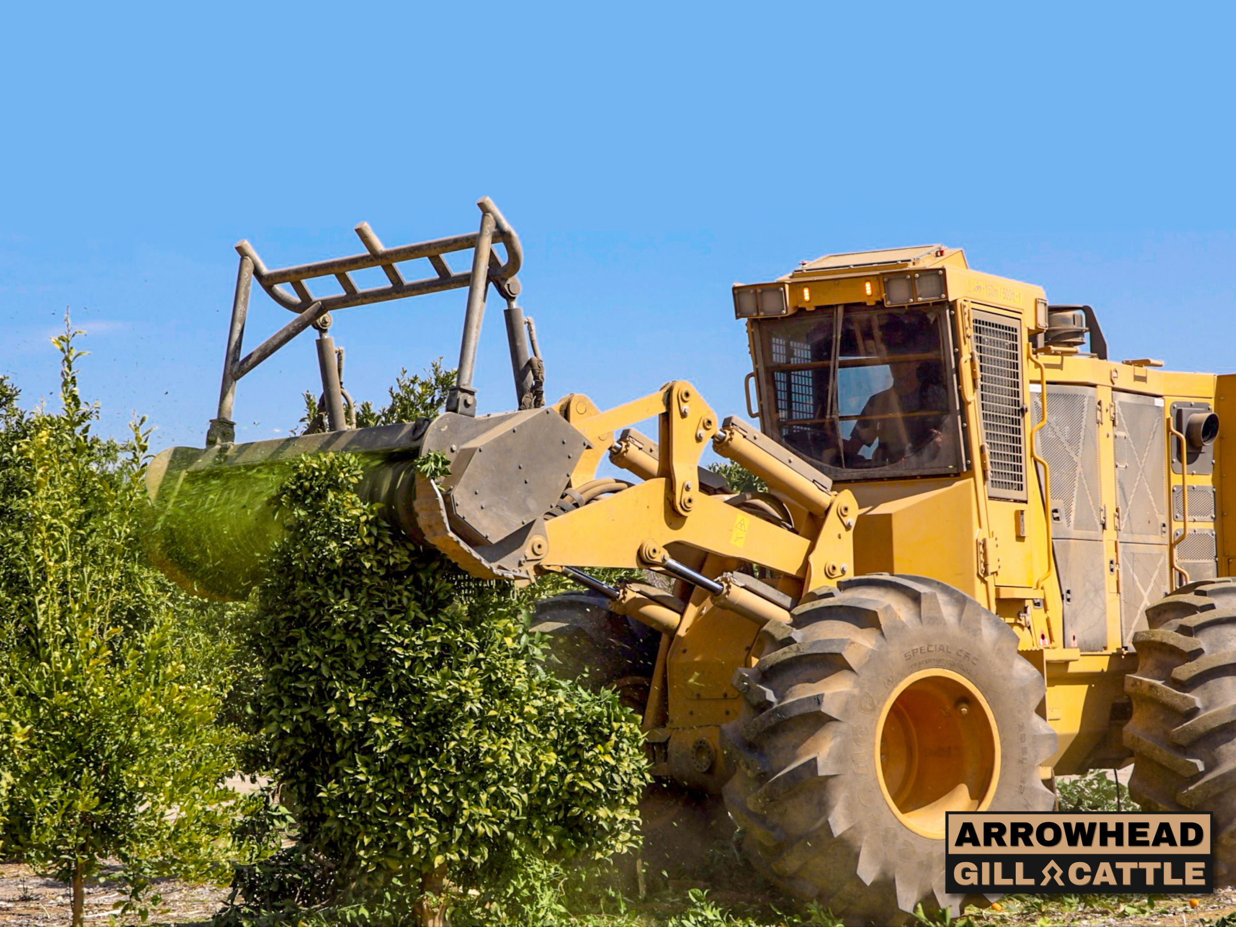 Citrus Orchard Removal