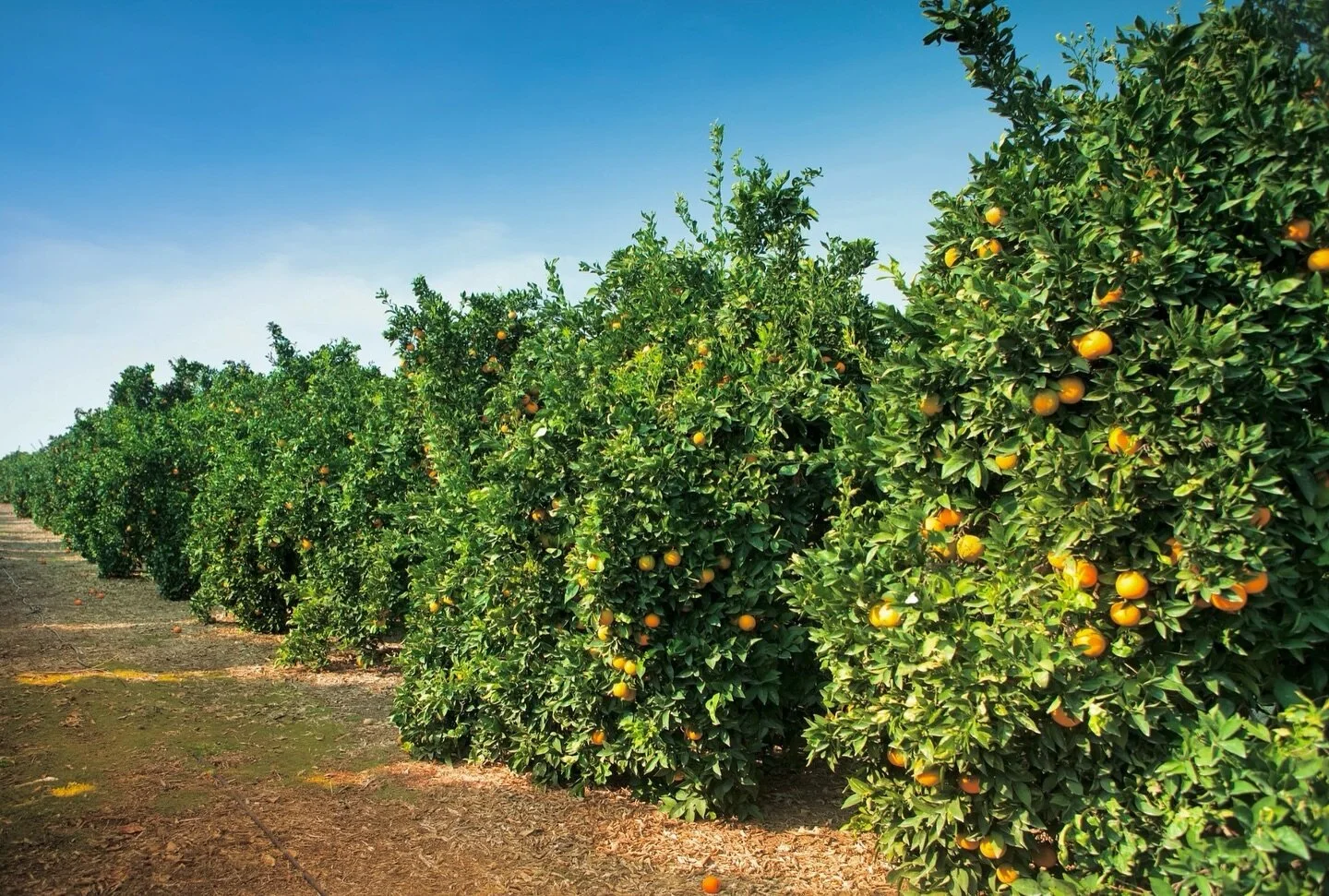 Reflecting back on 2023 & everything we have to be thankful for this year. Thank you again to our Agriculture & Forestry customers for your continued support. Cheers to 2024! 🌲🌳🚜
.
.
.
#orchardremoval #vineyardremoval #wholeorchardrecyc