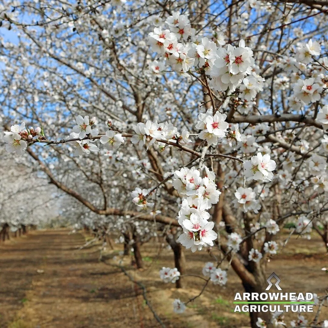 Ahh who is enjoying the beautiful almond blooms? Along with the smell of allergy medicine for those of us in the Valley! Don’t forget to contact Arrowhead Agriculture to schedule your post-harvest Almond Orchard Removal!
.
.
.
Contact us today