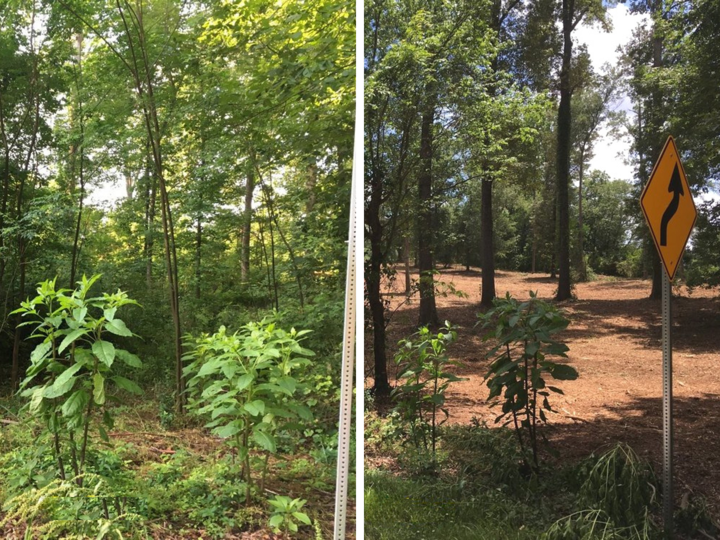 Utility Corridor Vegetation Management