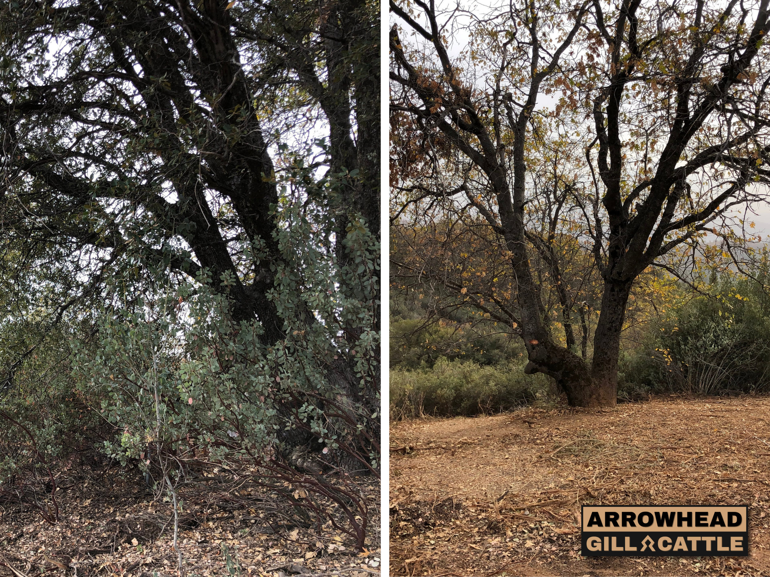 Shaded Fuel Break & Vegetation Reduction