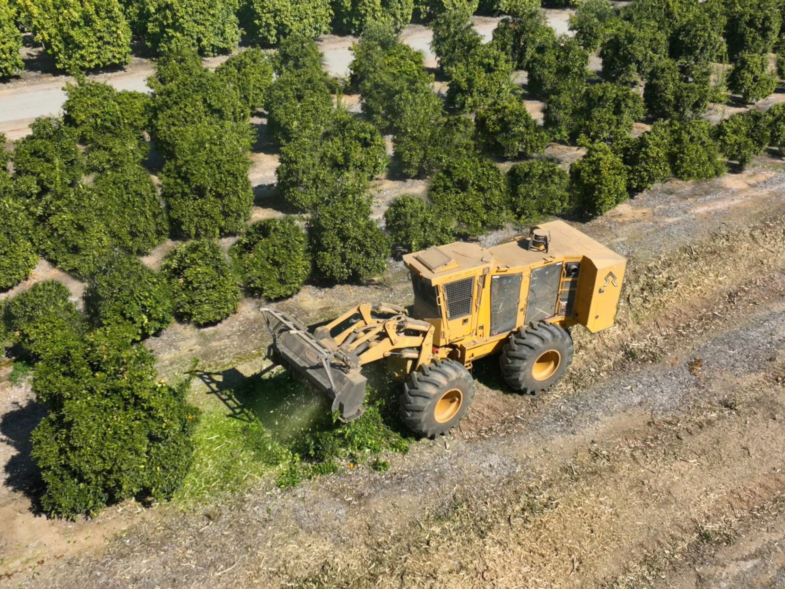 Aerial view of a tree farm with rows of green trees and a yellow bulldozer moving earth at the front.