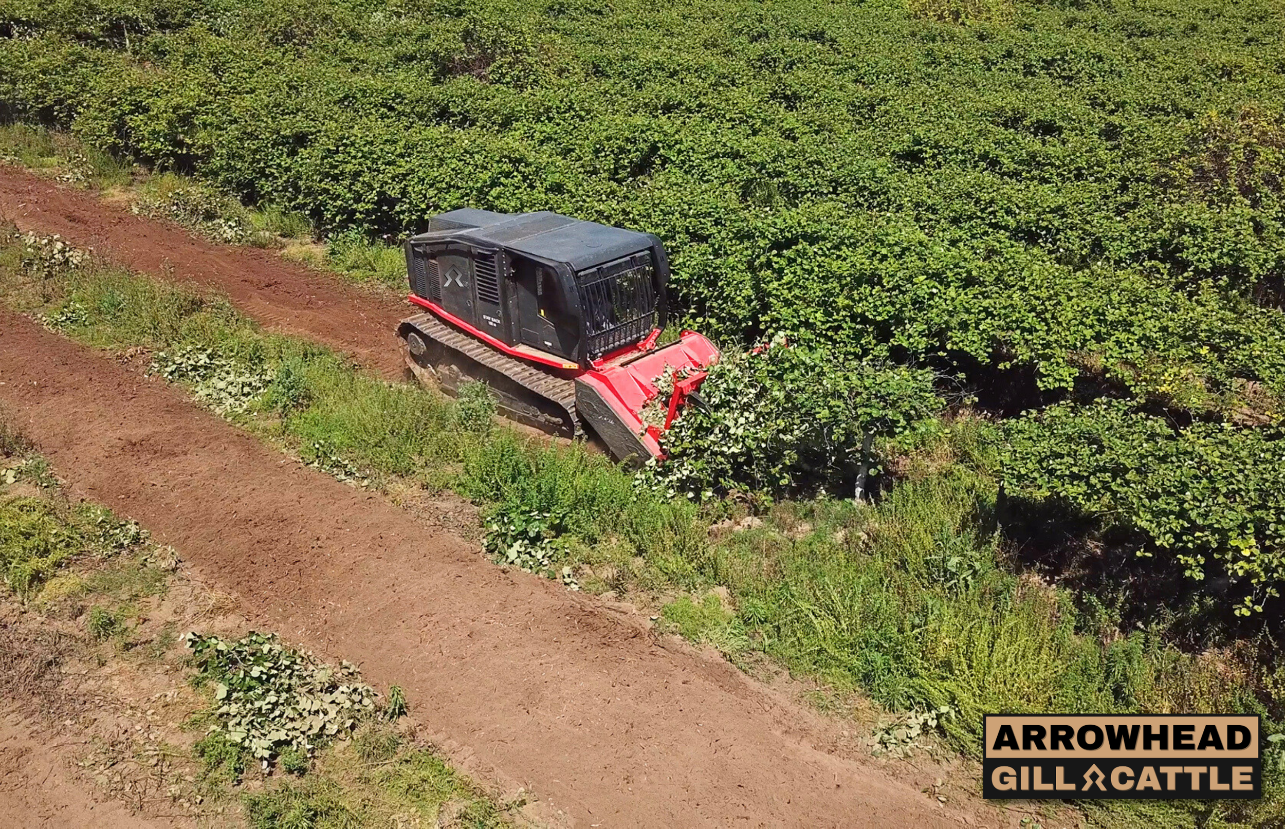 Vineyard Removal (kiwis)