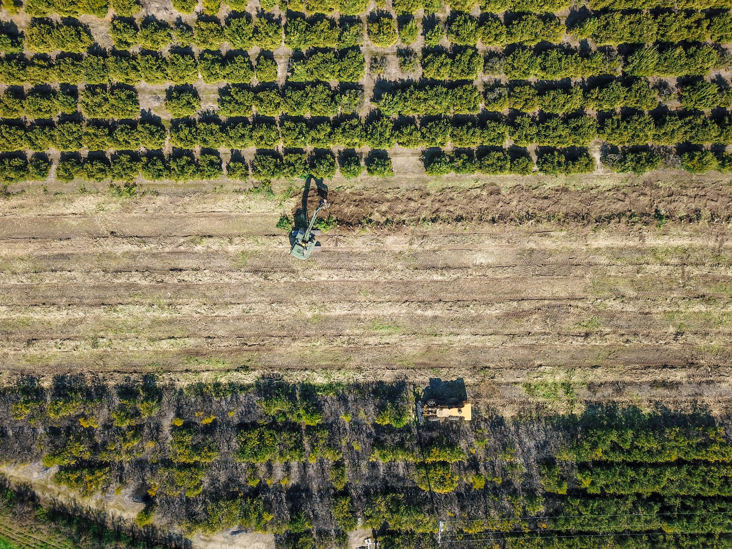 An aerial view of a tree farm with multiple rows of green trees separated by dirt pathways. a construction vehicle is visible near the bottom center of the image.