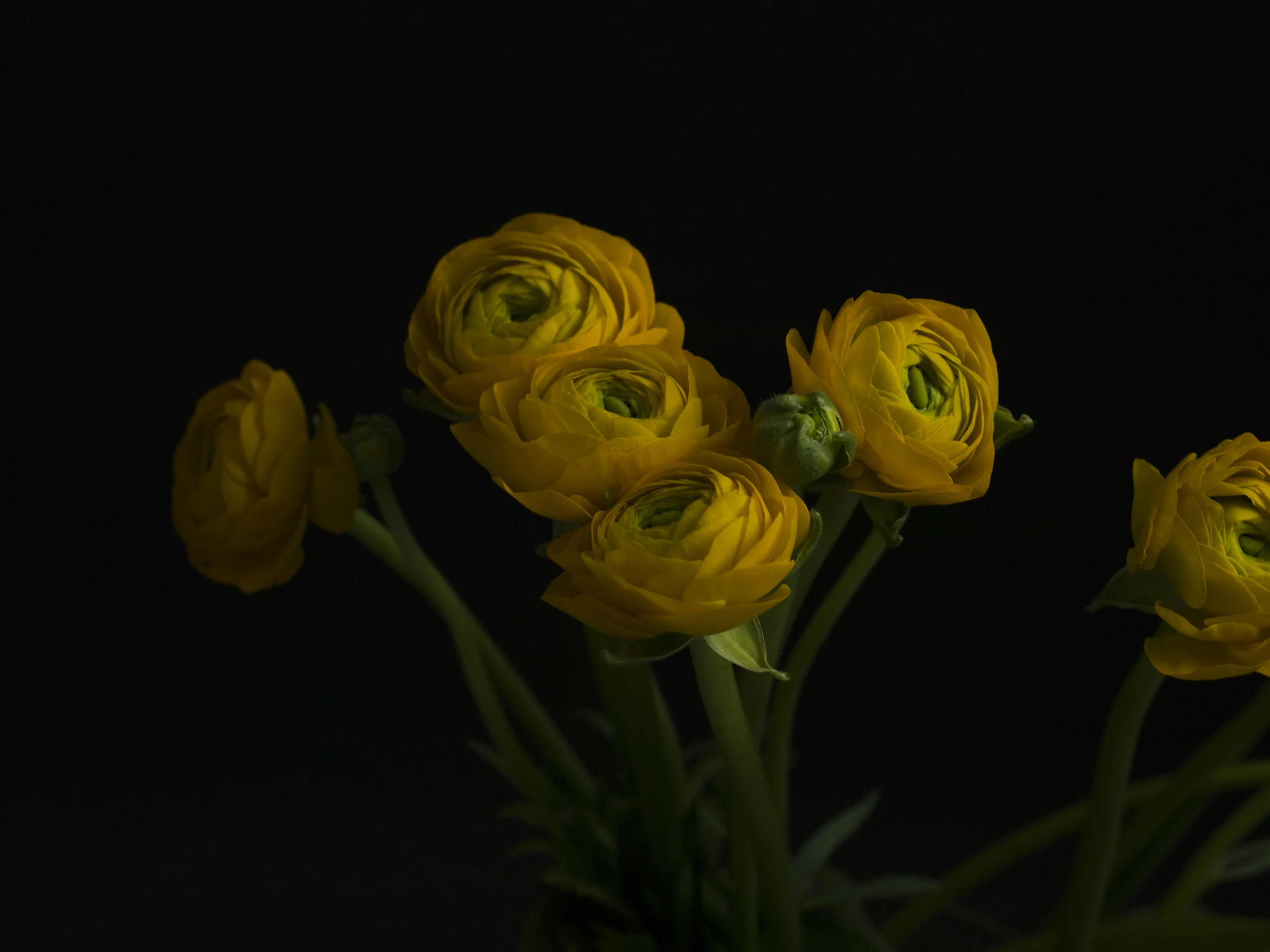 Ranunculus