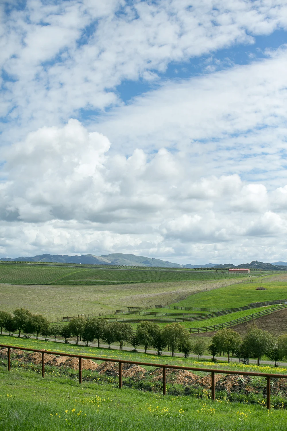 cameron_ingalls-pepper_tree_ranch-mom-0187.jpg