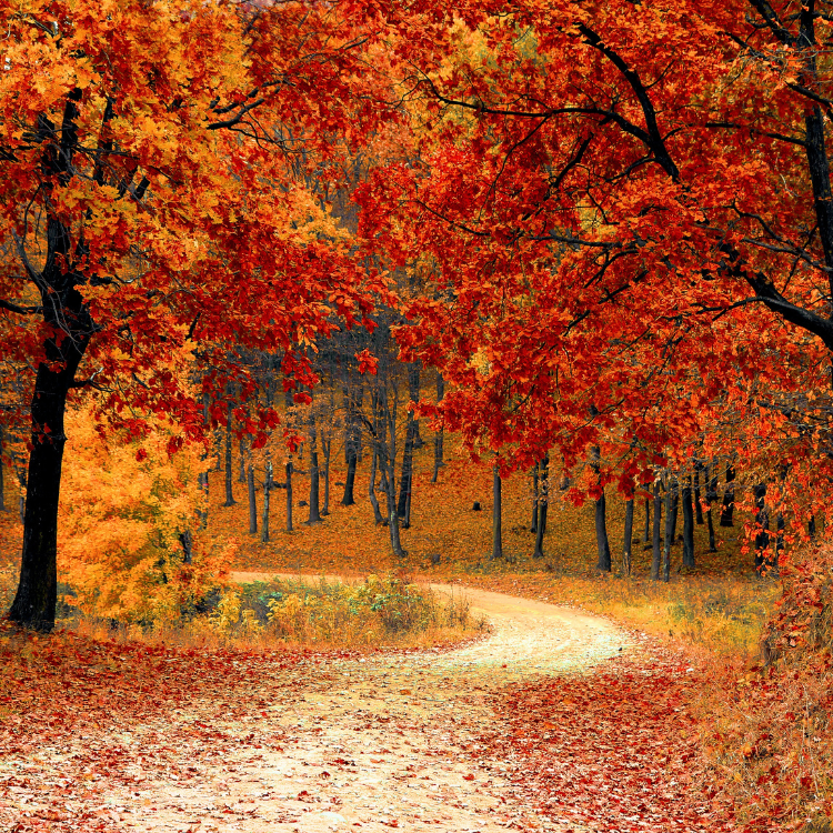 Autumn Season Harmony