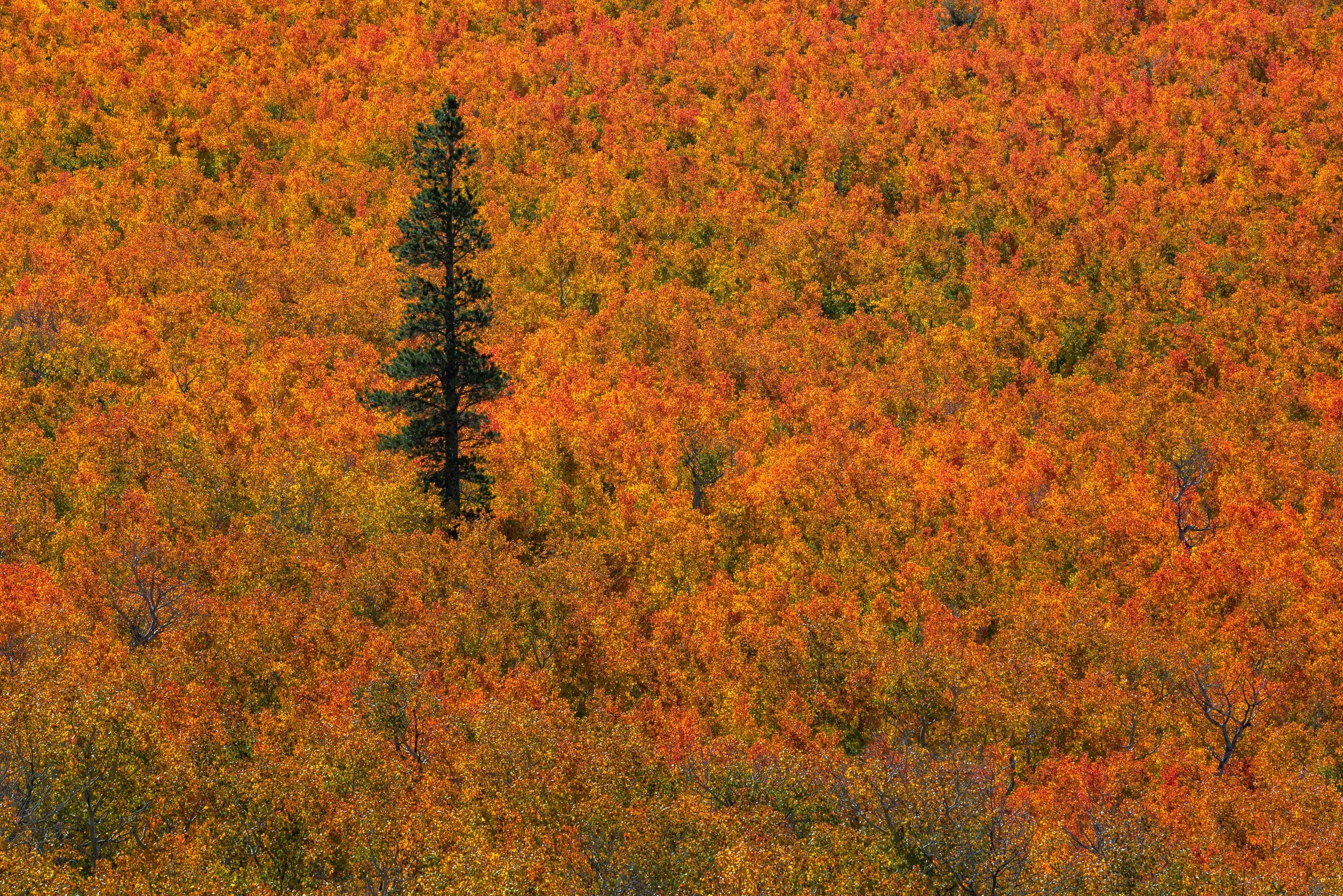 Lone Pine Tree in a Sea of Yellow Autumn Aspens at Sagehen Summit California