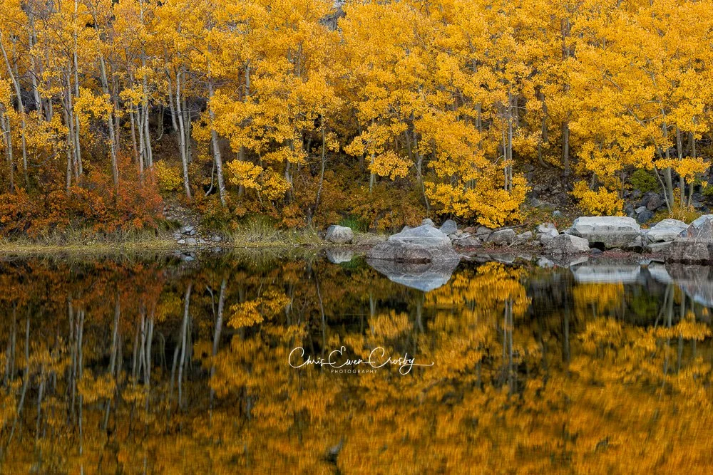 Landscape photo of orange and yellow fall trees reflecting in a calm Eastern Sierra lake at dusk.