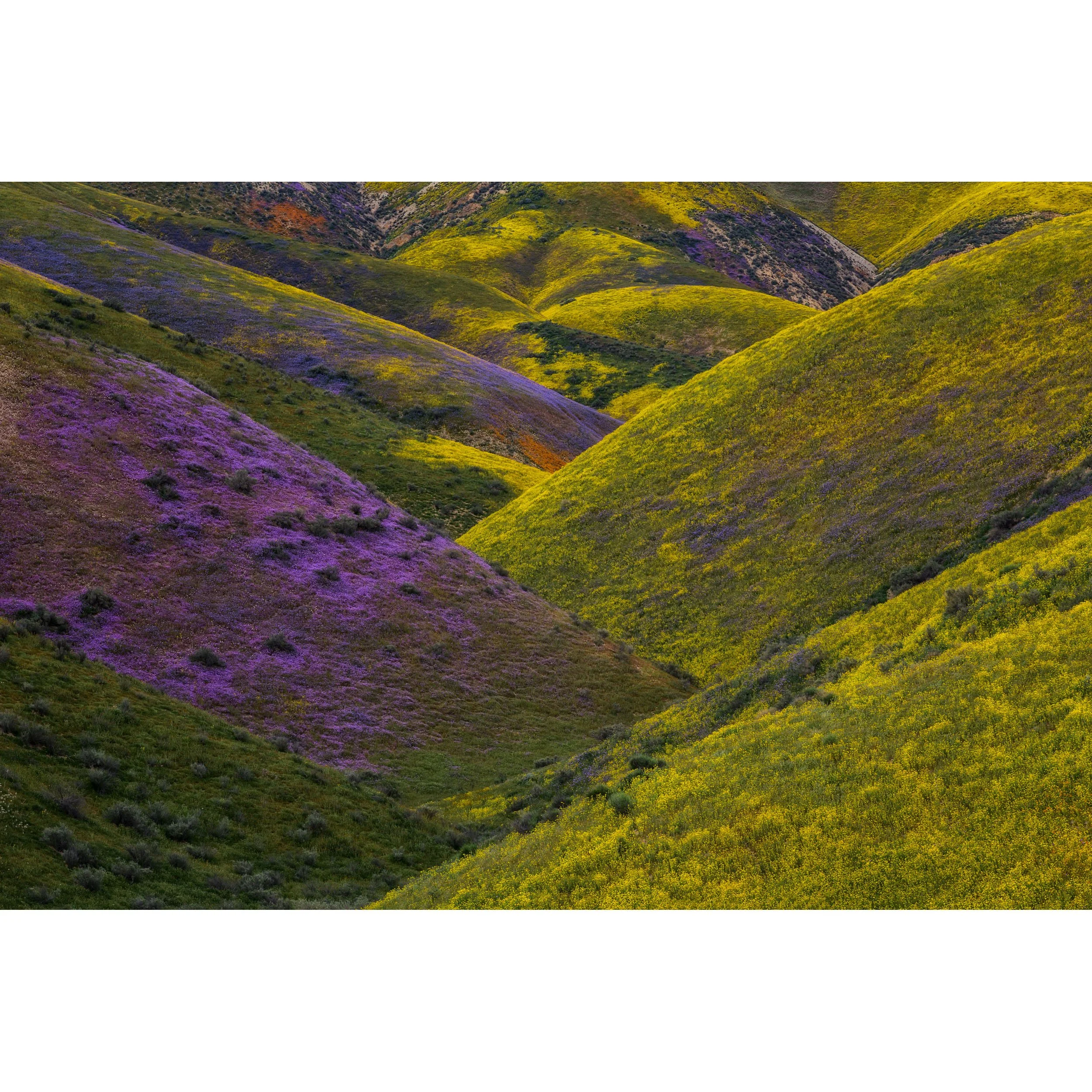 Horizontal Carrizo Plain superbloom photograph by Chris Ewen Crosby, featuring layered hills of purple and gold flowers.
